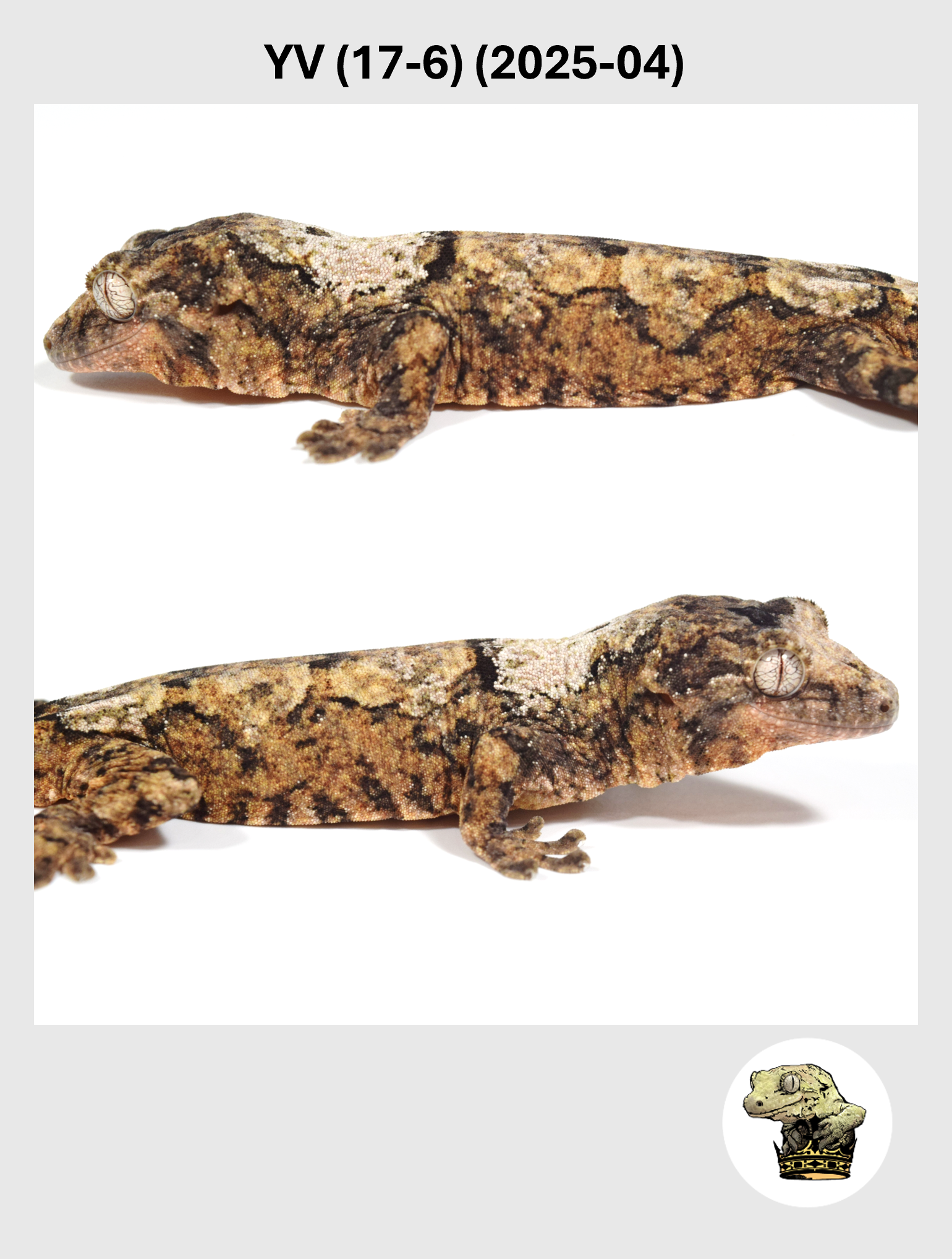 YV (17-6) (2025-04) (2026-02-25) (2) SQSP.png