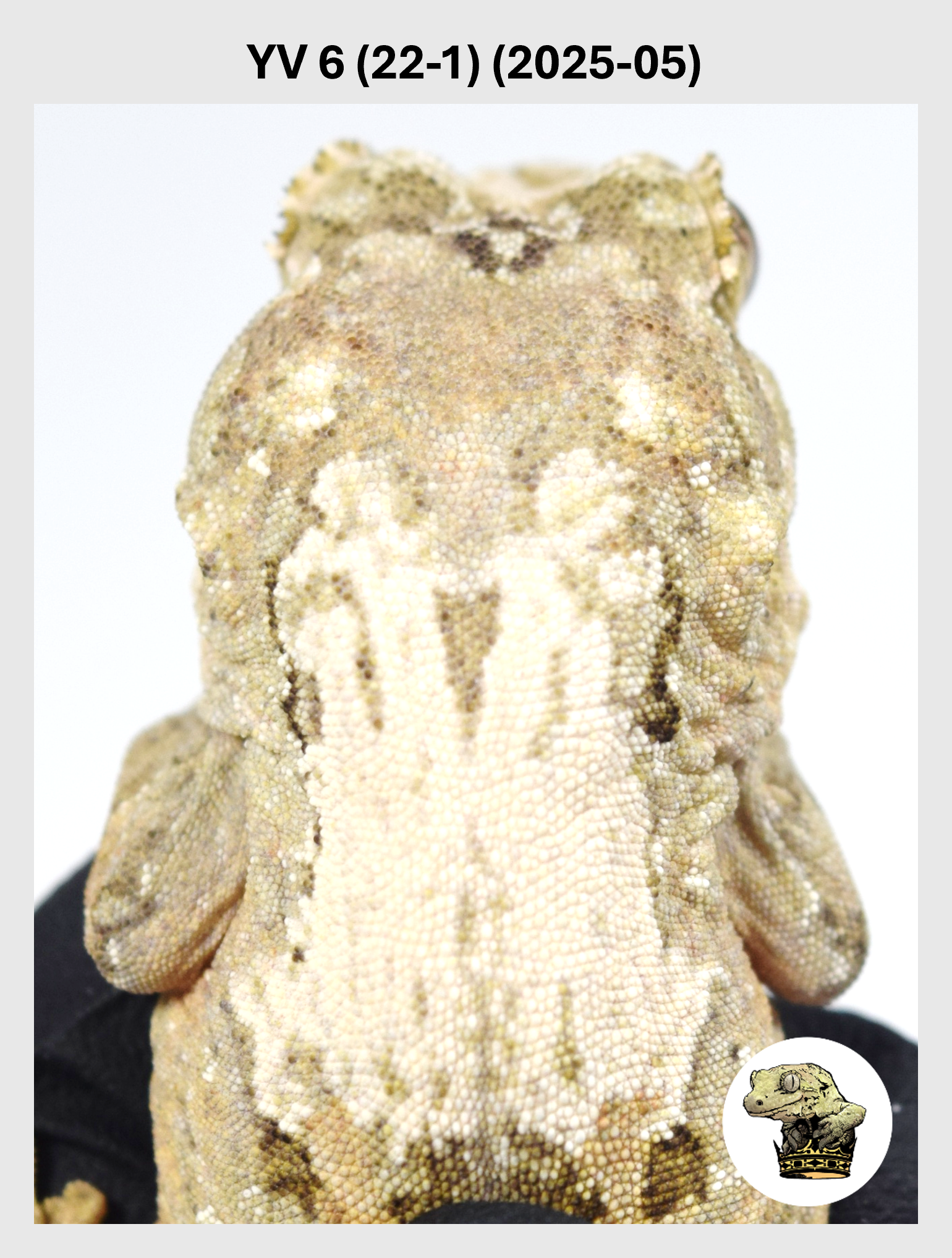 YV 6 (22-1) (2025-05) (2026-01-20) (1) SQSP.png