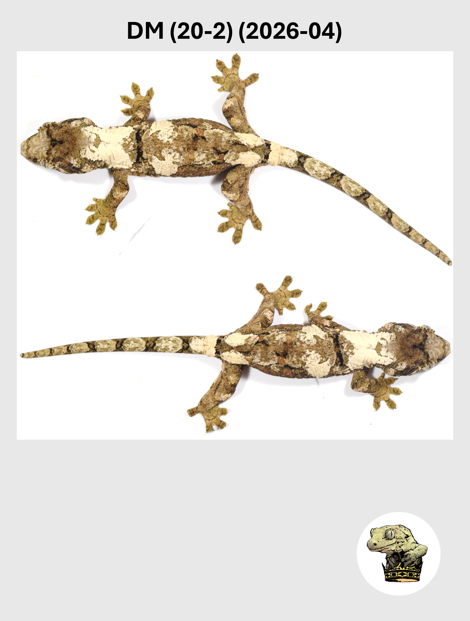 Super High White Line Male*! DM (20-2) (2026-04)