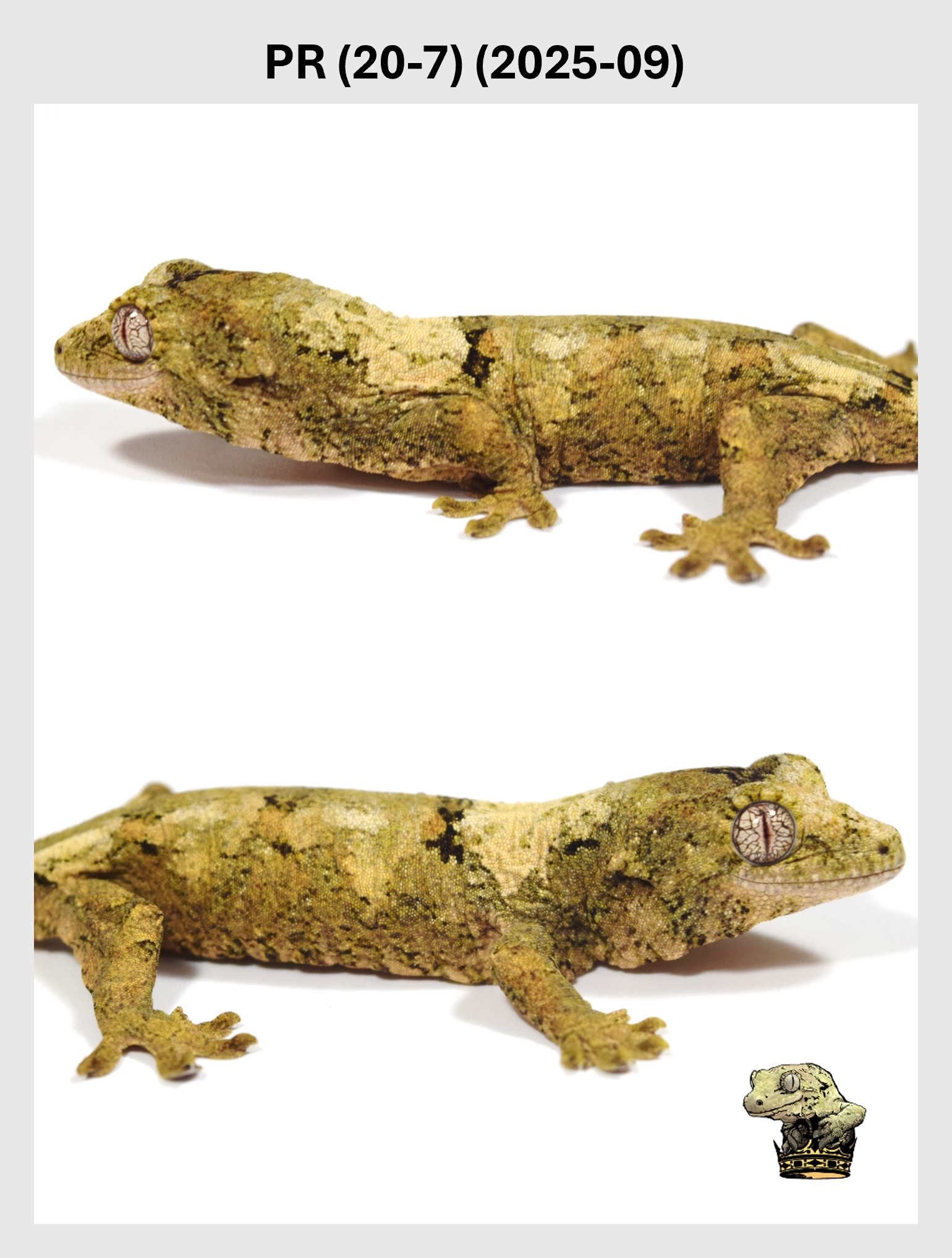 PR (20-7) (2025-09) (2025-12-22) (2) SQSP.png