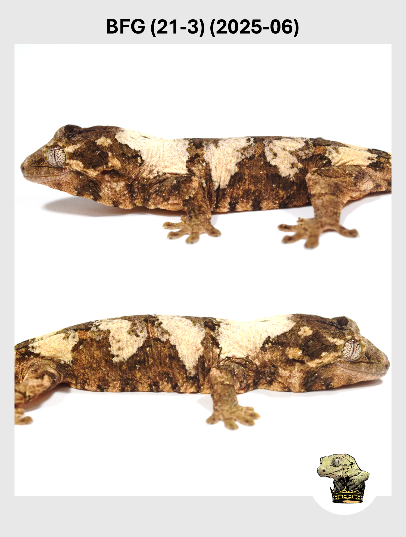 BFG (21-3) (2025-06) (2025-12-16) (2) SQSP.png