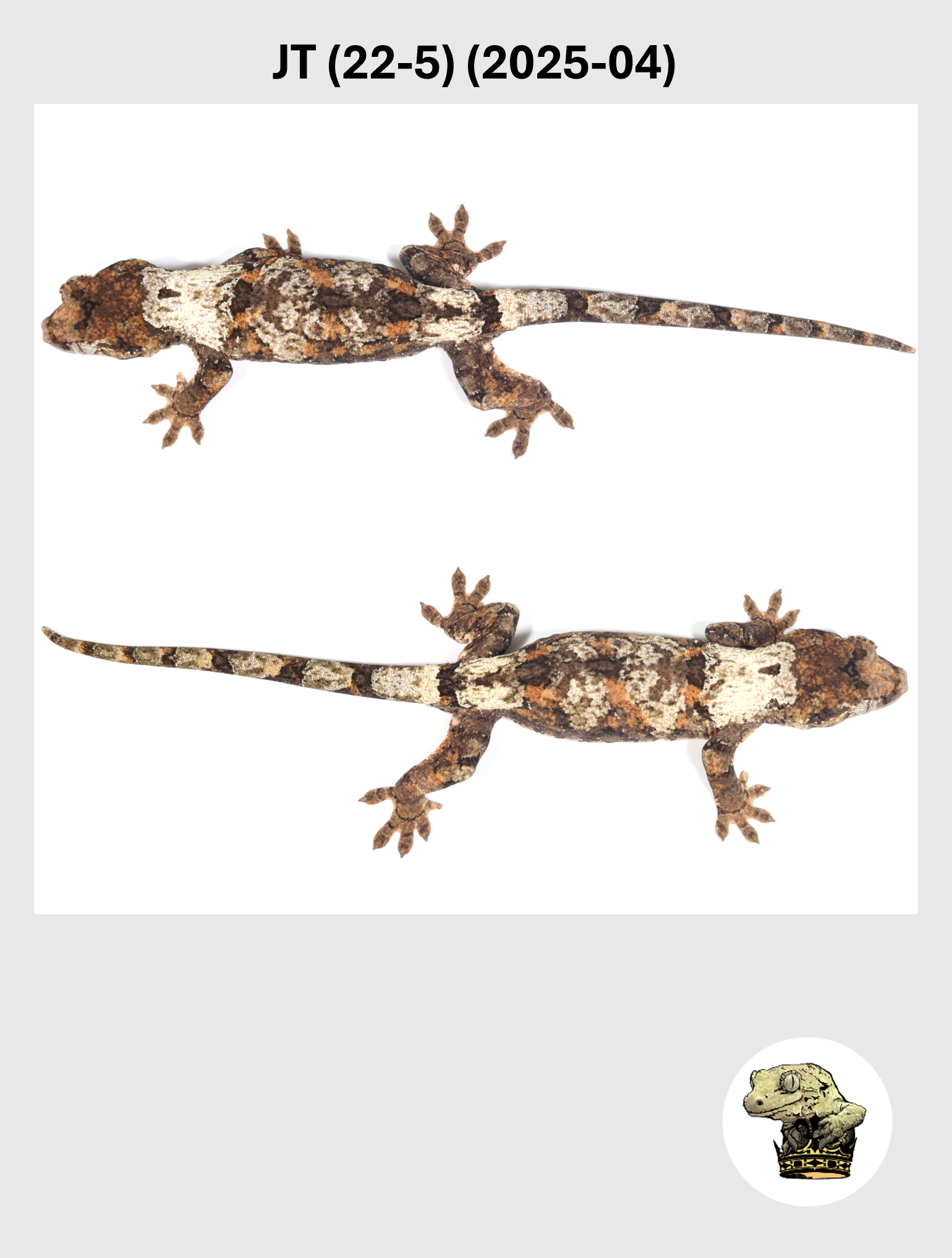 Super White Female! JT (22-5) (2025-04)