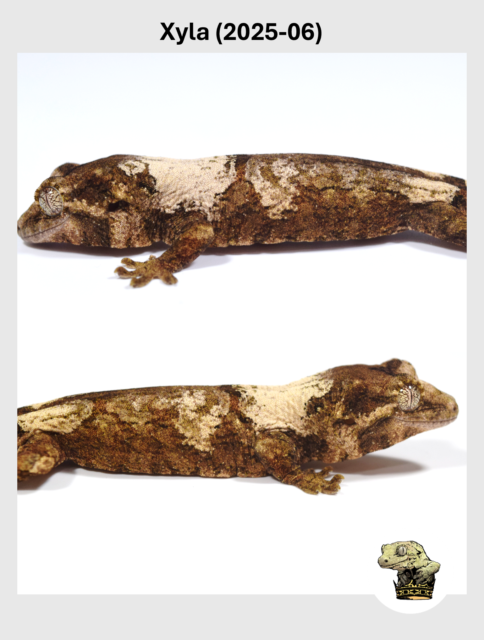 Xyla (2025-06) (2025-12-16) (2) SQSP.png