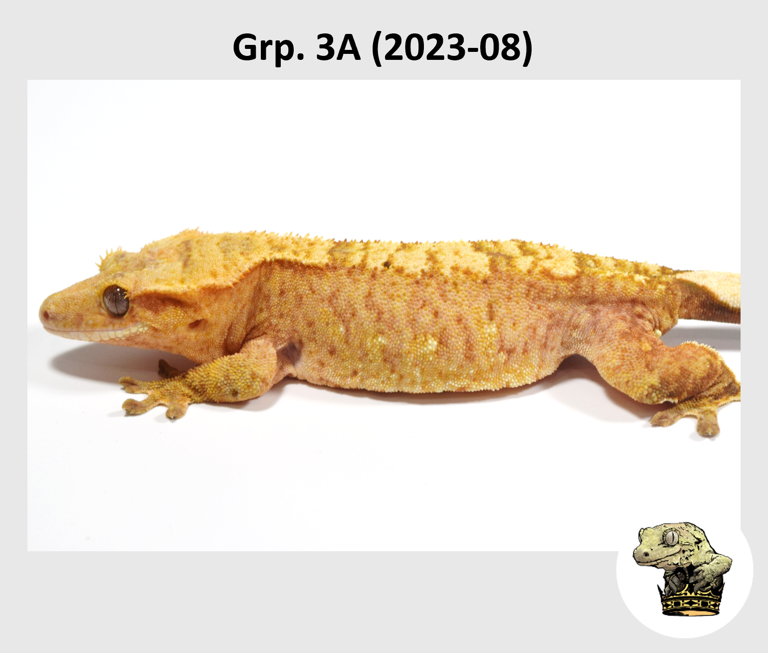 MM Grp. 3A (2023-08) (2024-03-05) (2).png