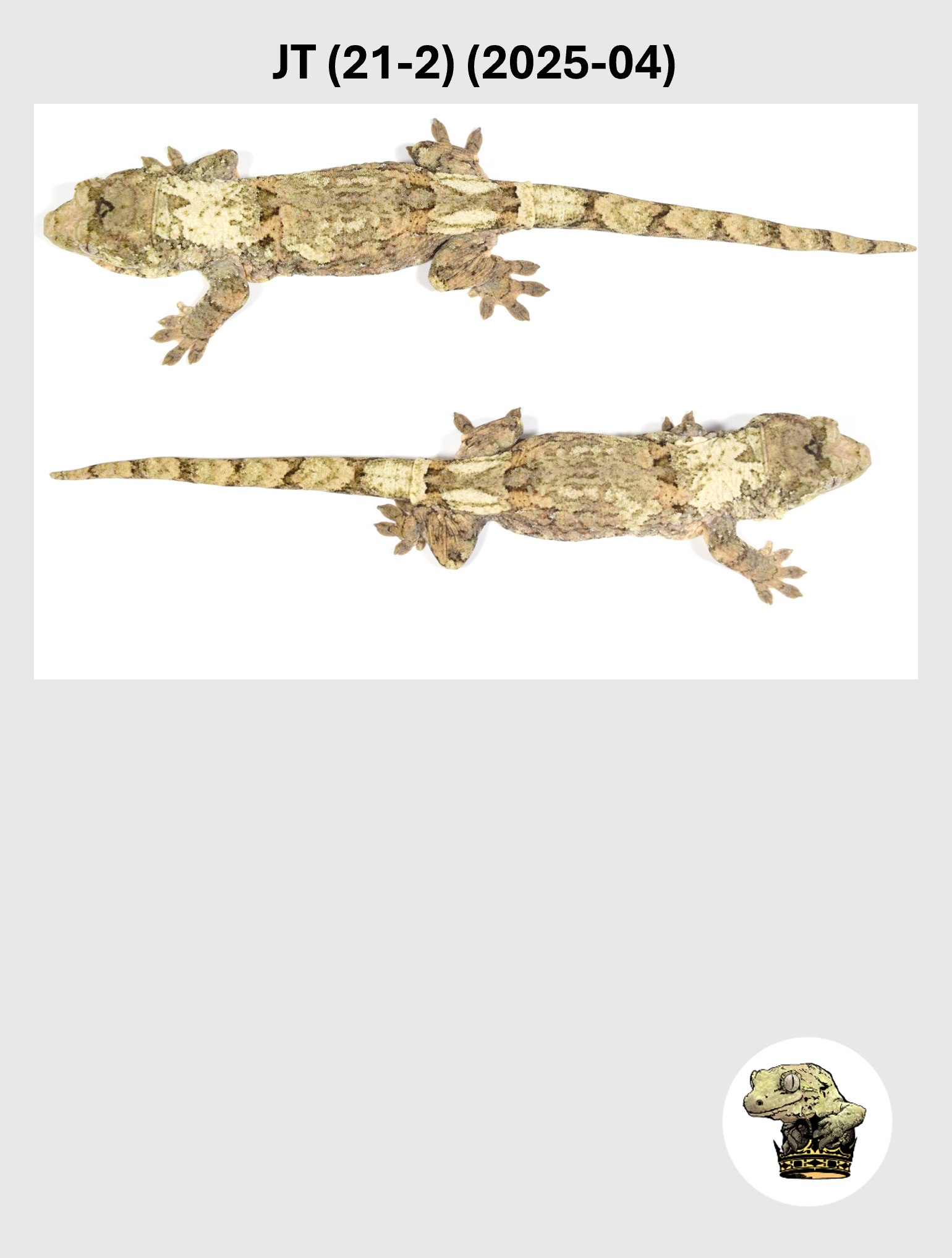 Super White Line Female*! JT (21-1) (2025-05)