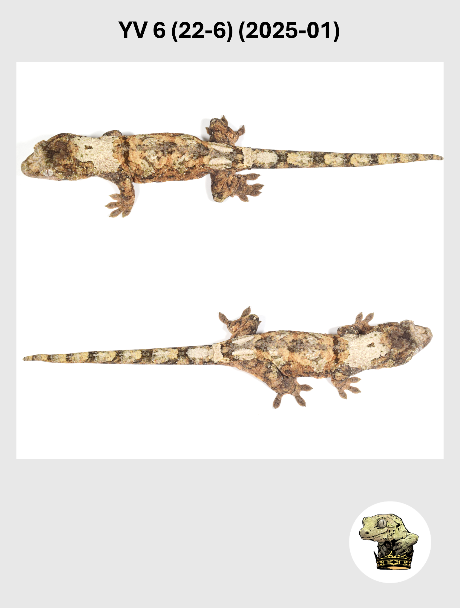 YV 6 (22-6) (2025-01) (2026-02-17) (3) SQSP.png