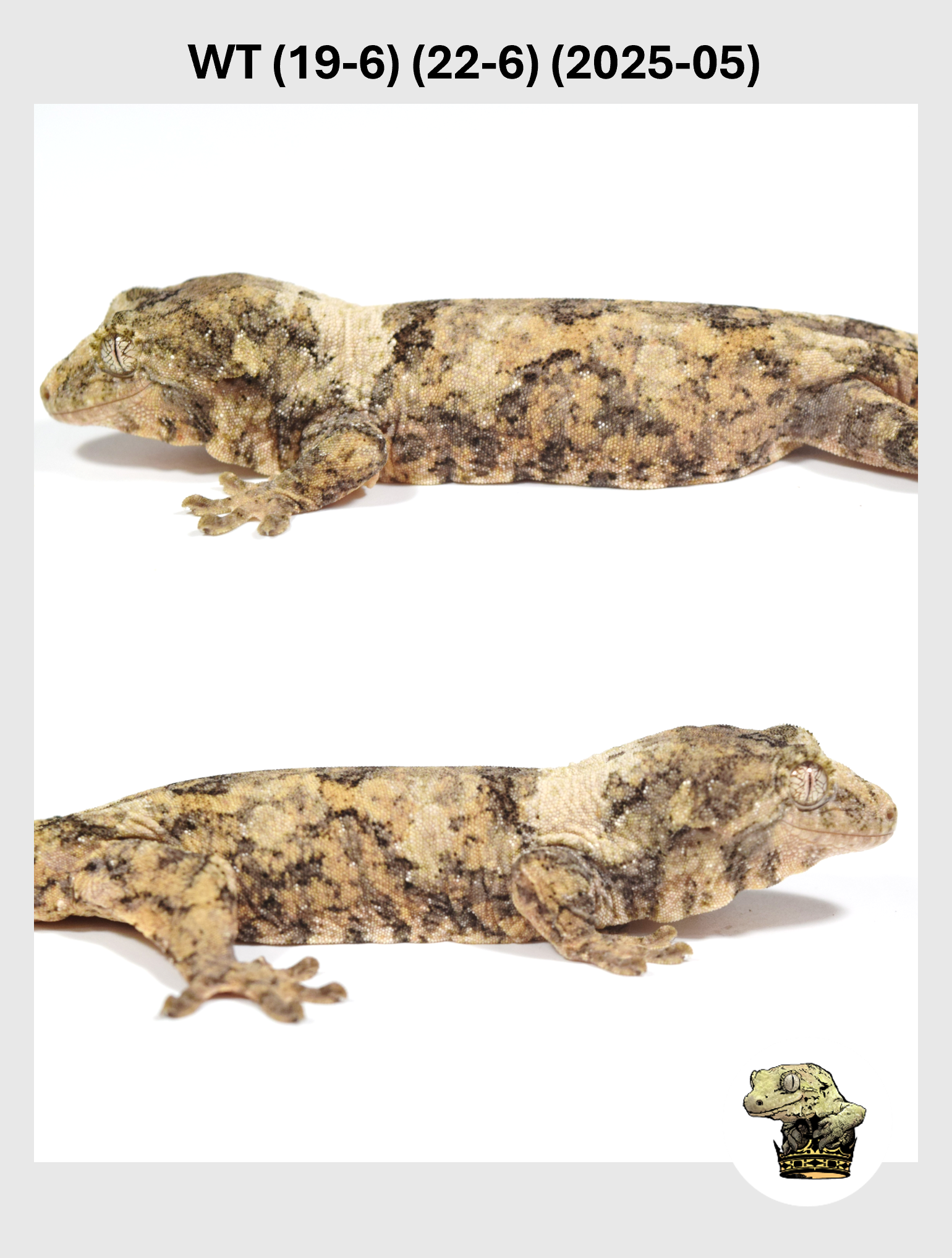 WT (19-6) (22-6) (2025-05) (2026-01-20) (4) SQSP.png