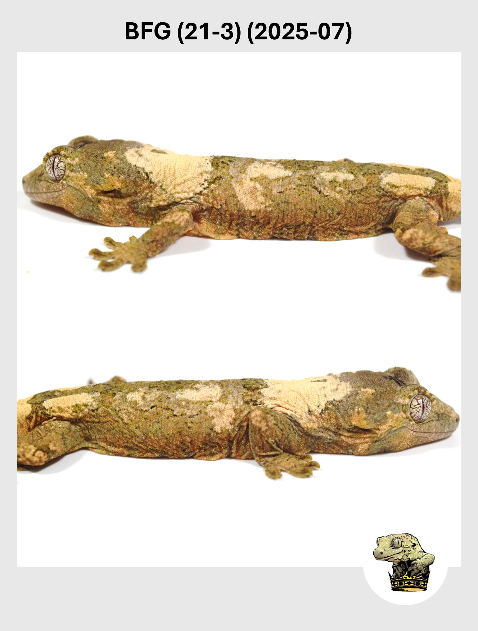 BFG (21-3) (2025-07) (2025-12-22) (4) SQSP.png