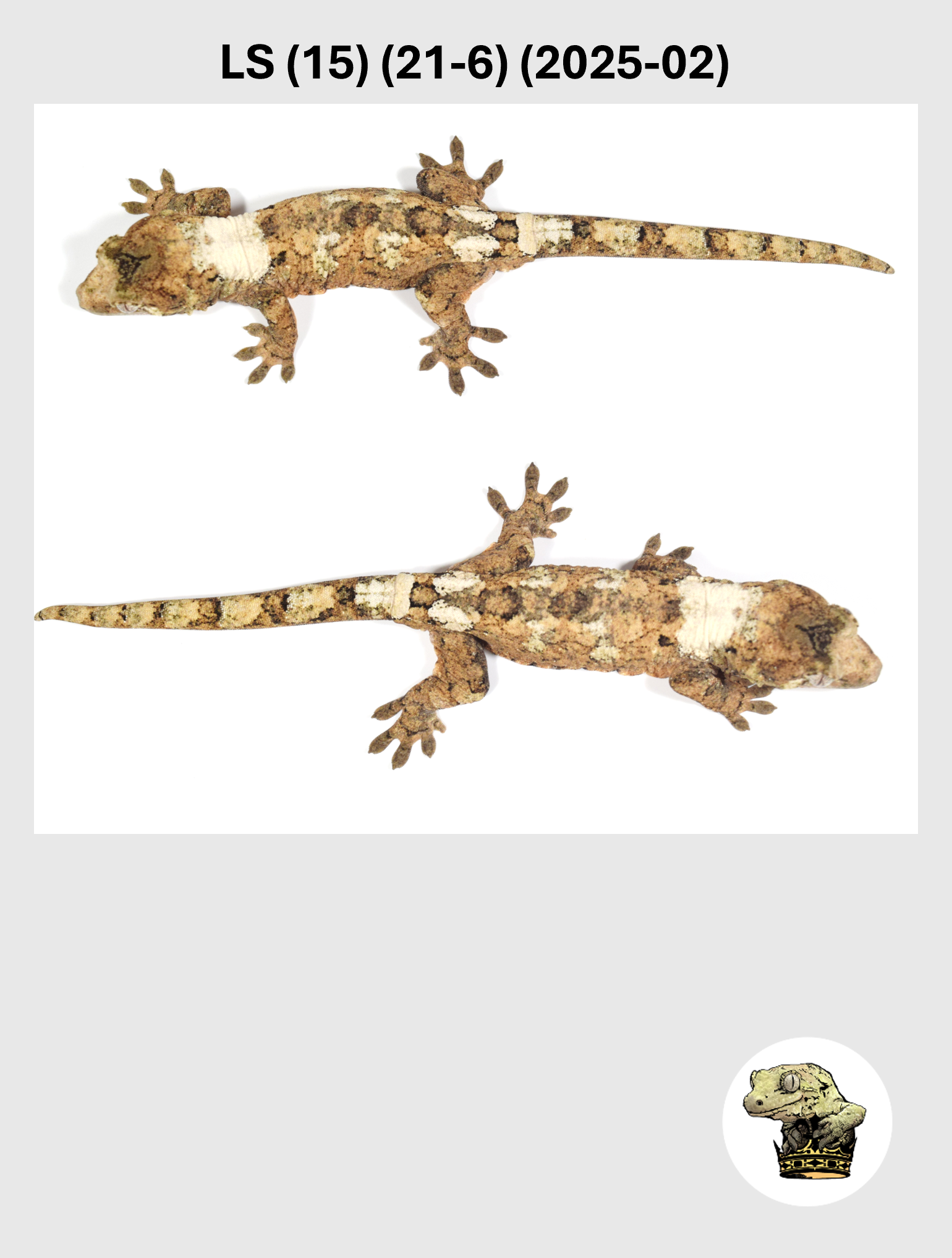 LS (15) (21-6) (2025-02) (2026-03-11) (5) SQSP.png