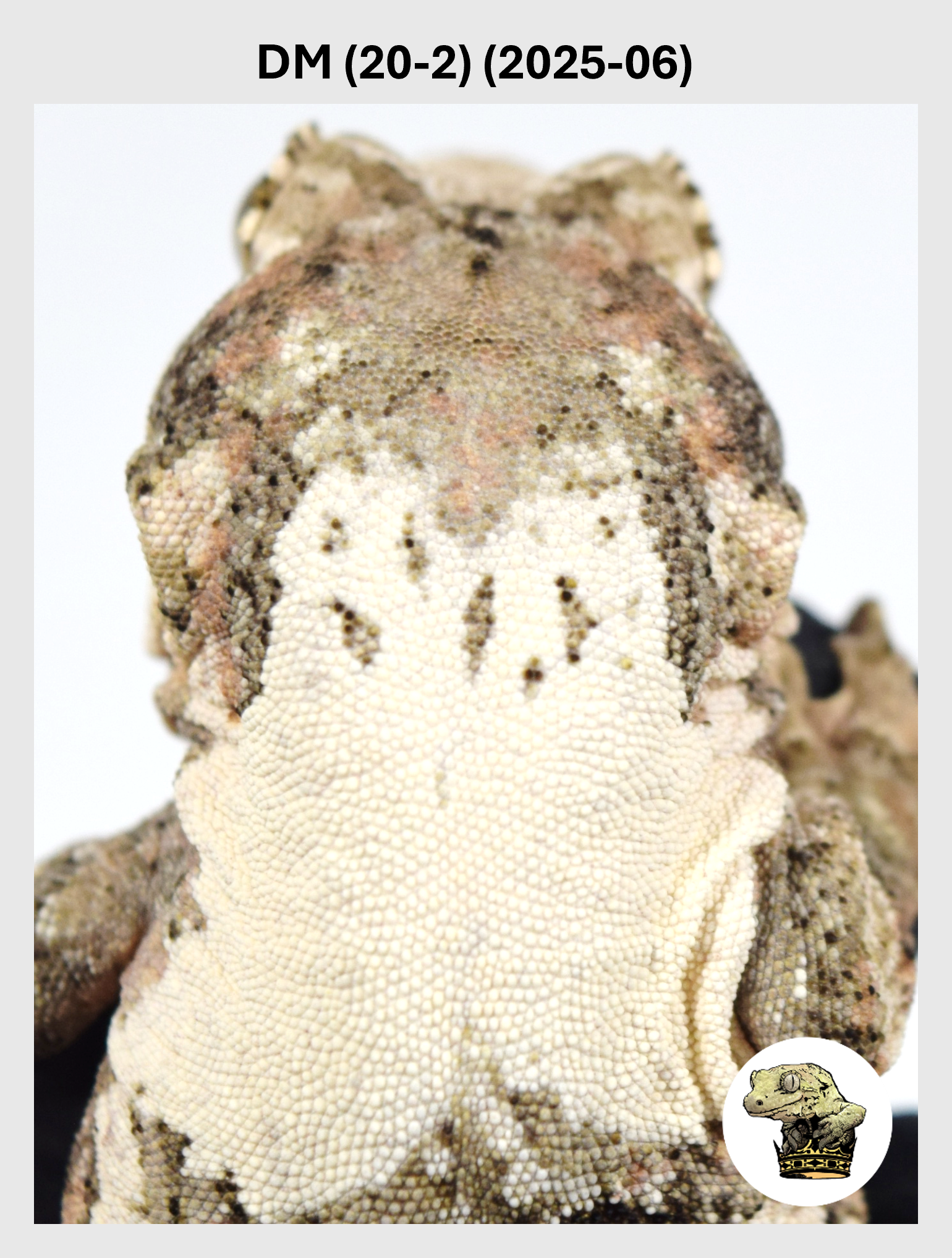 Super High White Female! DM (20-2) (2025-06)