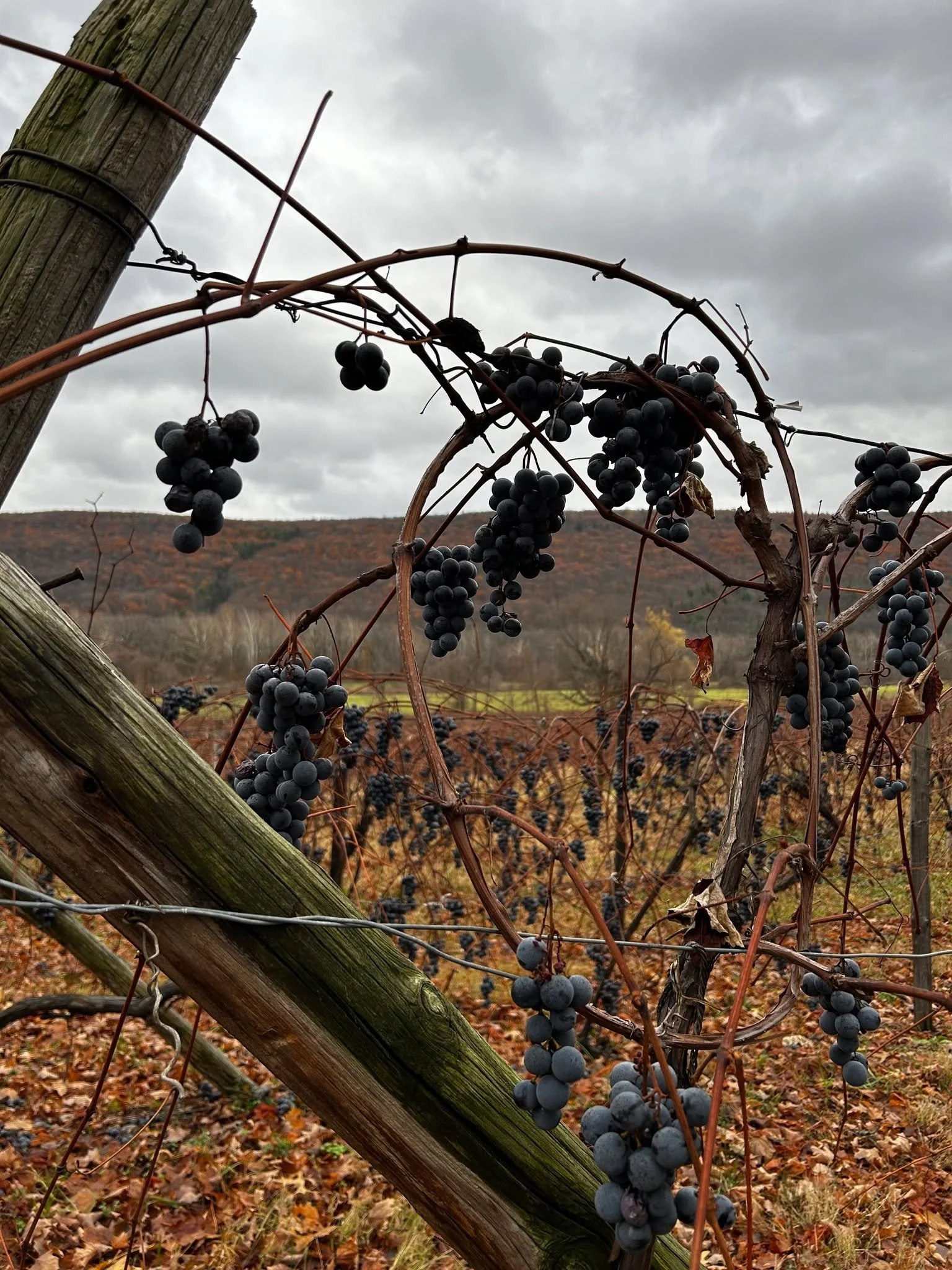 One of my favorite sights of fall in the finger lakes is the discovery of vines of unharvested grapes. They add beauty to the landscape and opportunity to catch one last taste of the summer bounty. 
.
.
#grapeharvest #grapevines #fallinthefingerlakes