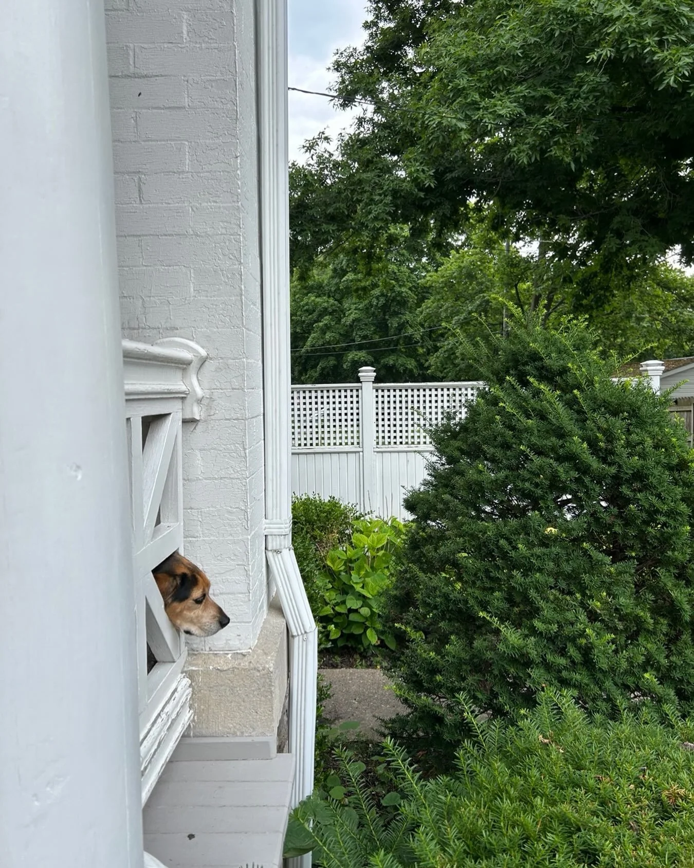 There&rsquo;s nothing better than being greeted by Hope during your check-in at the bed and breakfast. She&rsquo;s always on the lookout for the next dog loving guest. #bedandbreakfastdog #fingerlakes #canandaigua #fingerlakesbedandbreakfast