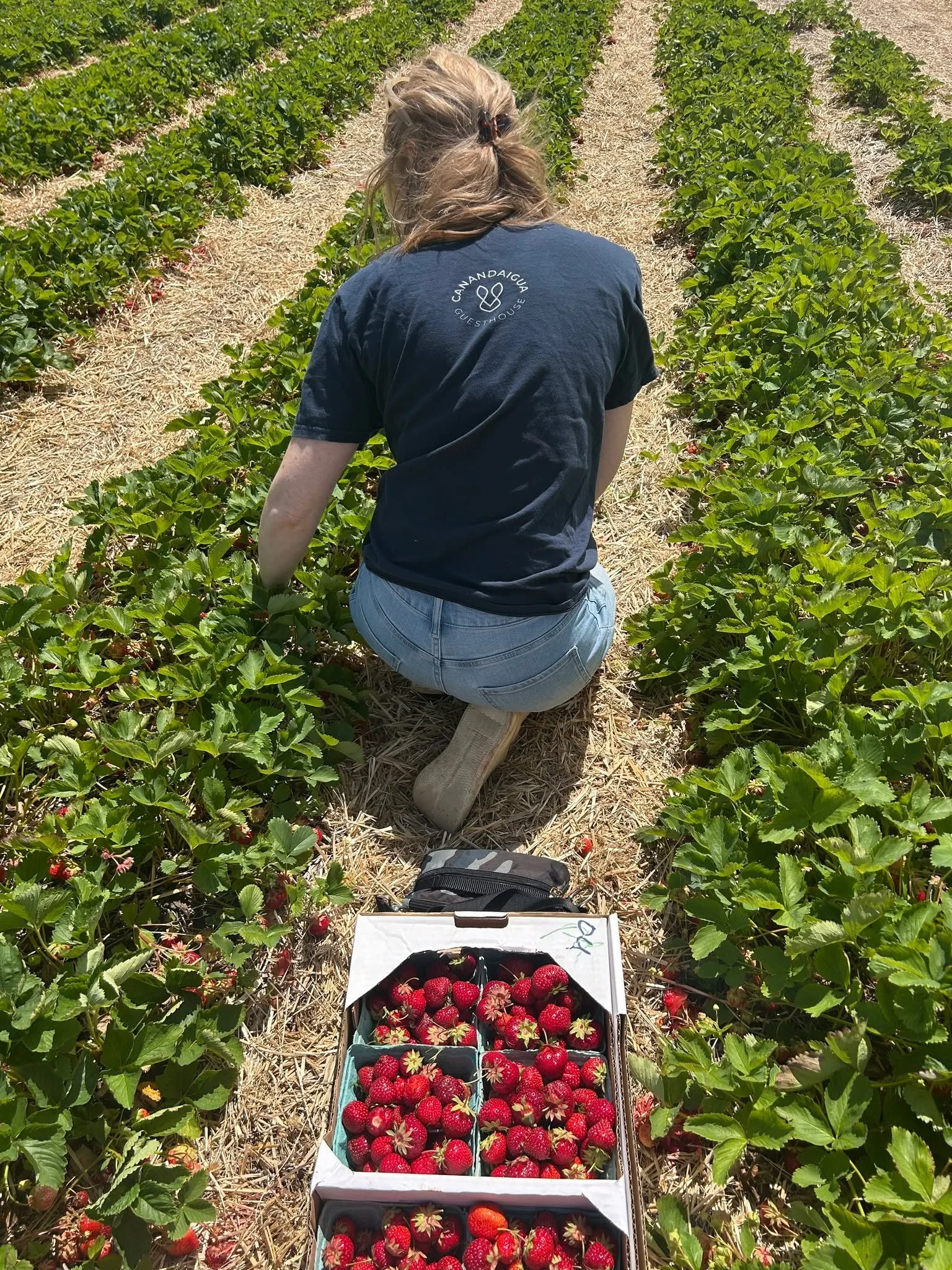 Strawberry season is in full swing in the Finger Lakes. Fields opening for pick-your-own is the quintessential first official summer activity in the region, and for good reason&mdash;there is no better strawberry than an upstate NY strawberry (ok, I 
