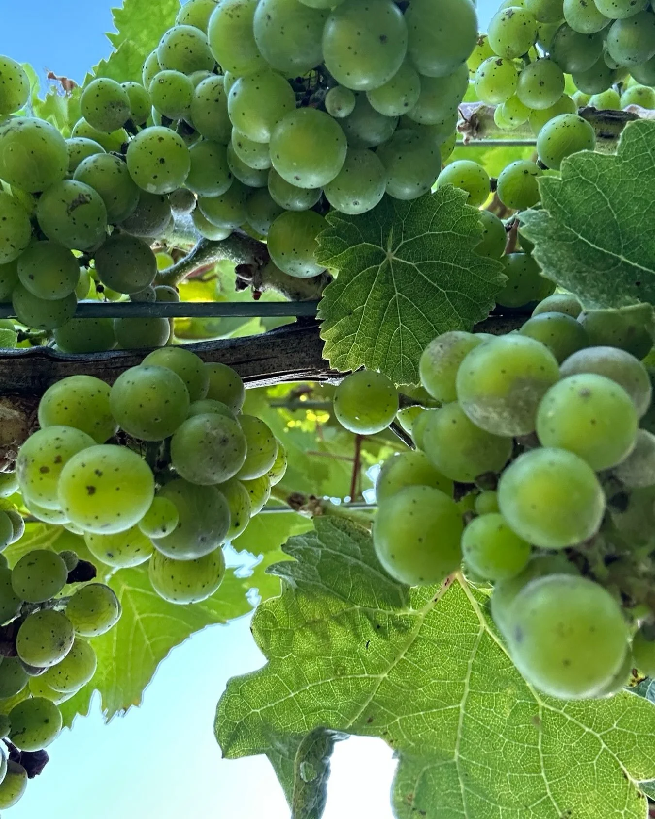 It&rsquo;s harvest season in the finger lakes. That means slow mornings at the Guesthouse. Hot coffee, homemade yogurt and granola with fruit, and freshly baked pastries on the veranda followed by wine tasting on the wine trail. Then back to the Gues