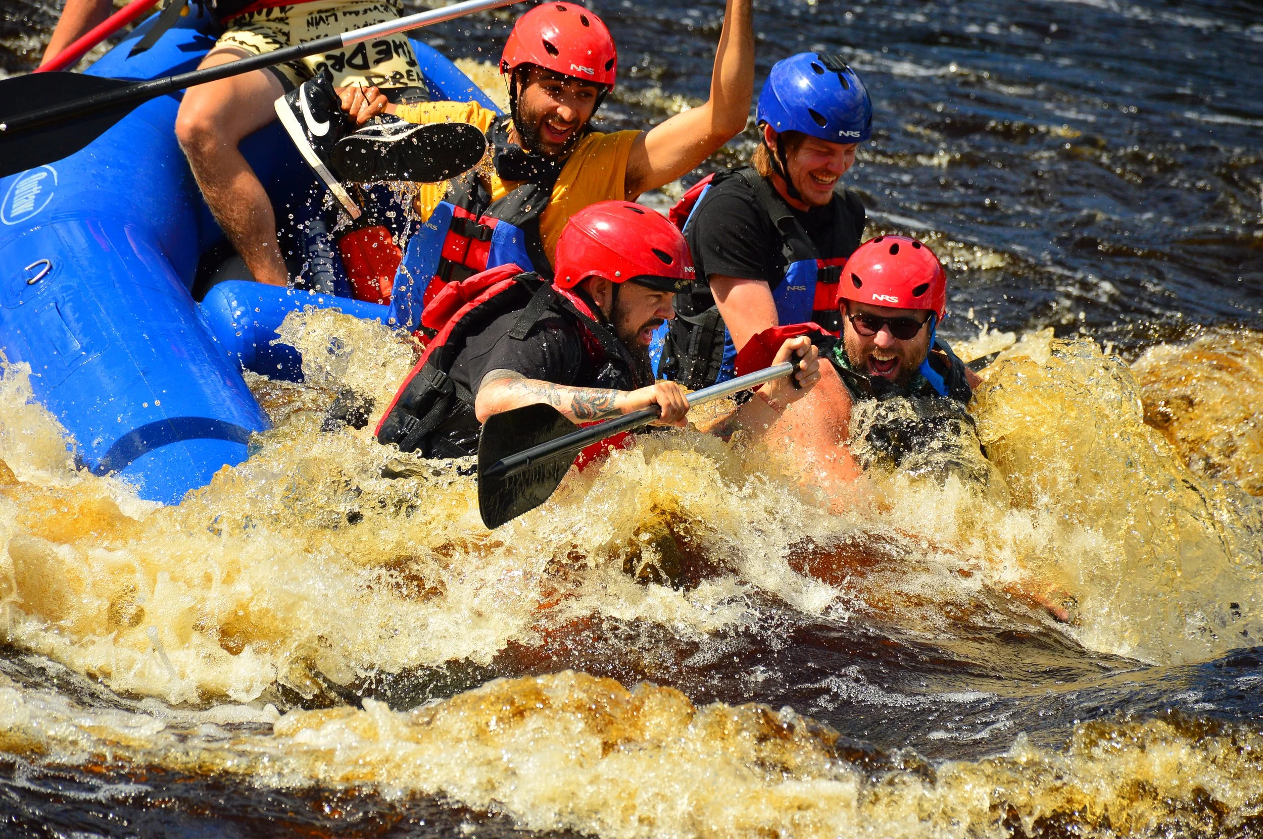 Silverback Colony 2020.JPG