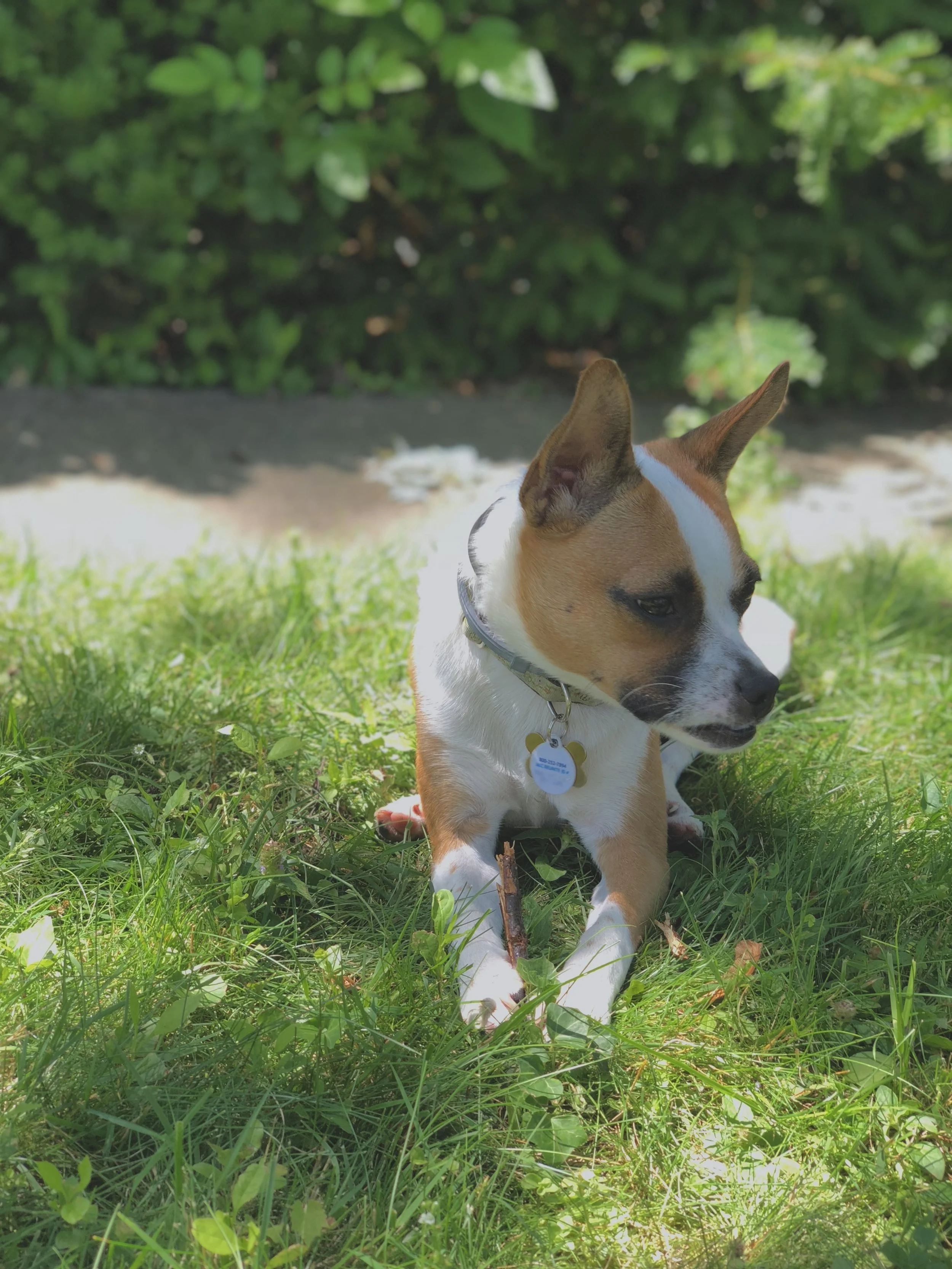 Pet Trusts in Colorado: How to Legally Protect Your Pet in Your Estate Plan