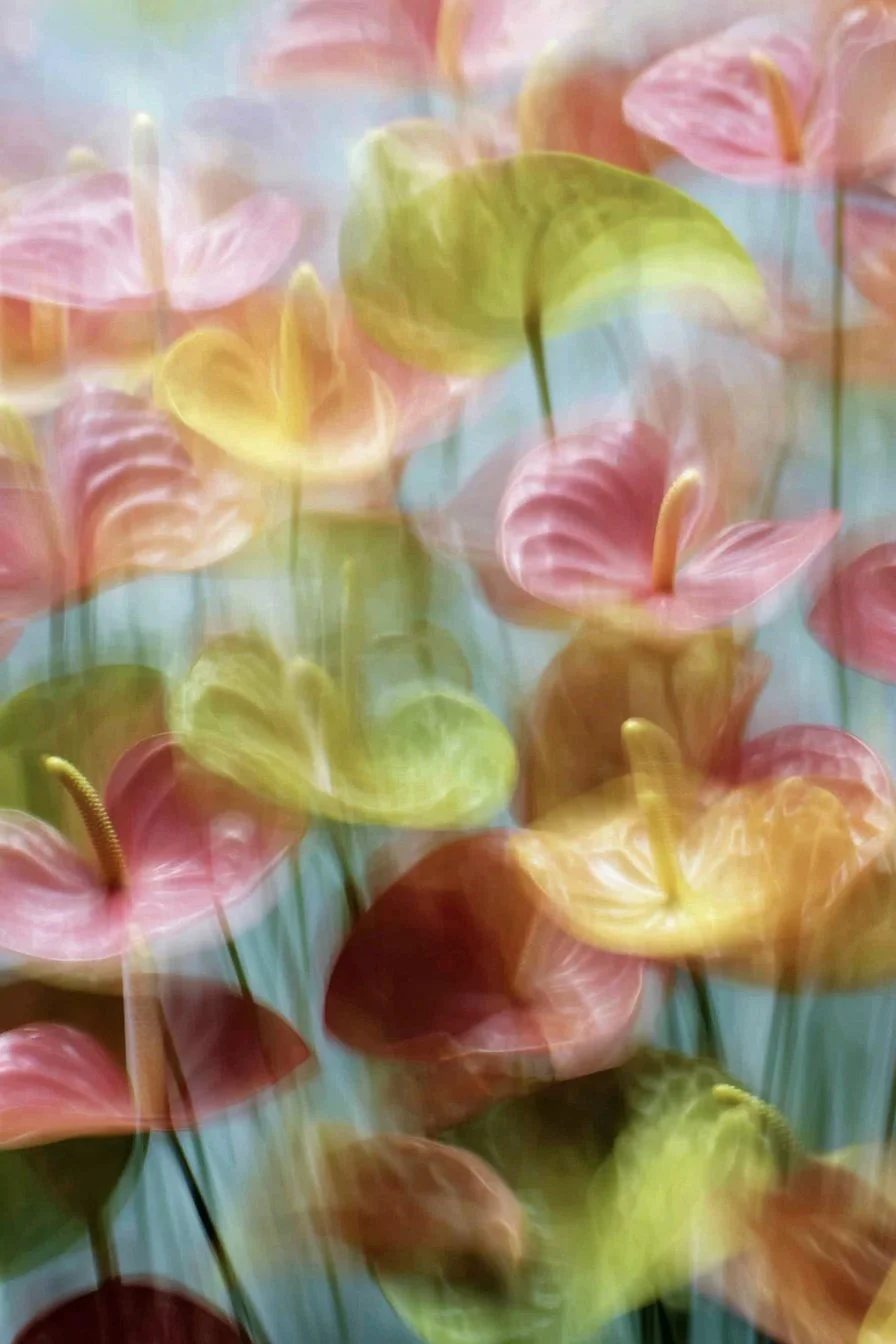 Blurred image of colorful pink, yellow, green anthurium flowers.