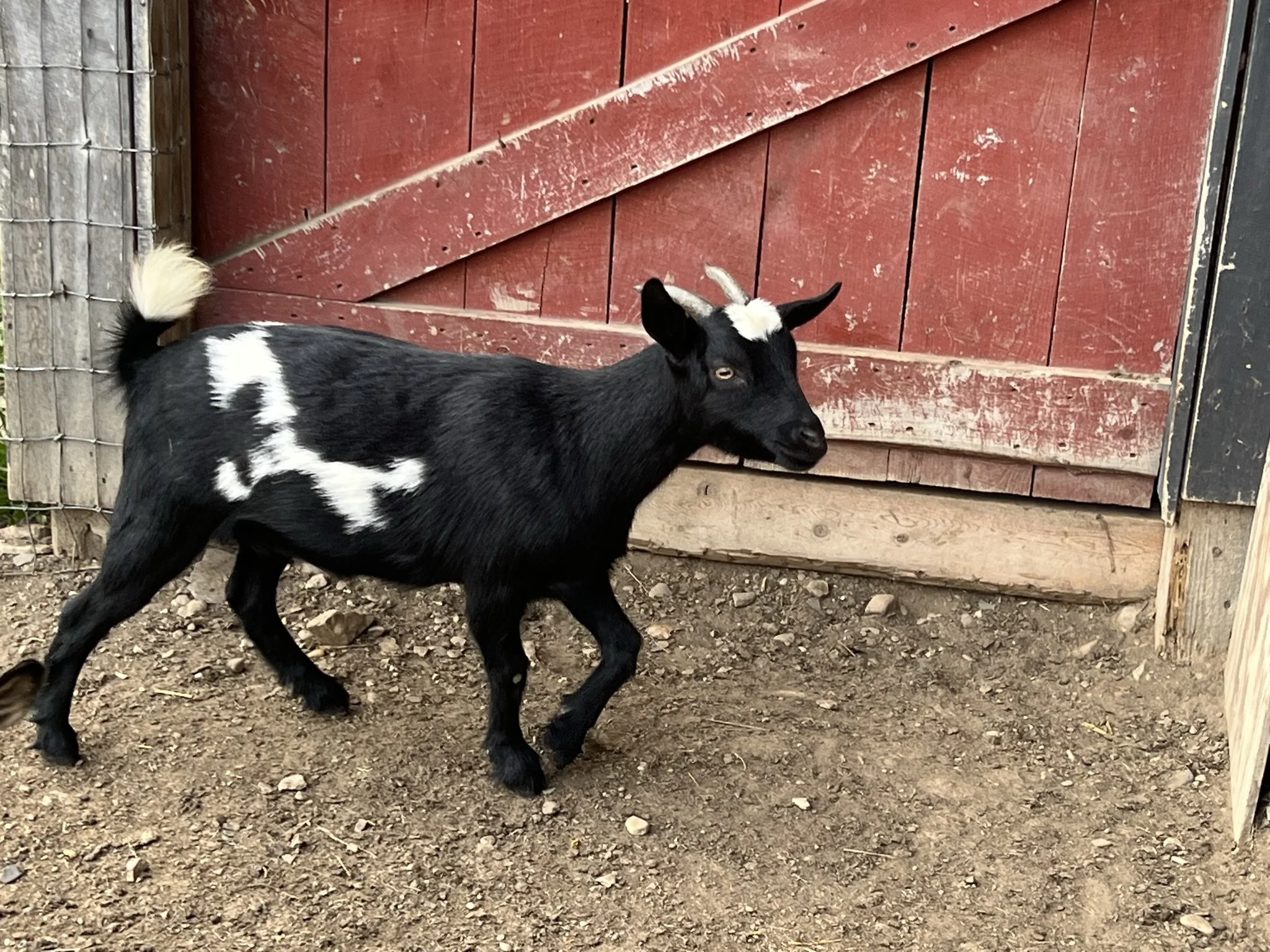 Pygmy Goat Does — Red Haven Farm