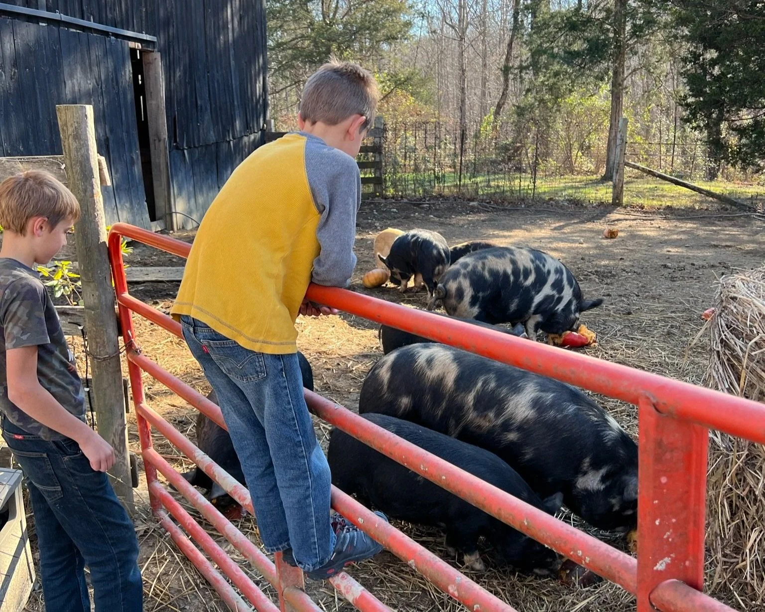 Products | High Quality Pastured Pork, Grass-Fed Beef & Goat — Red ...