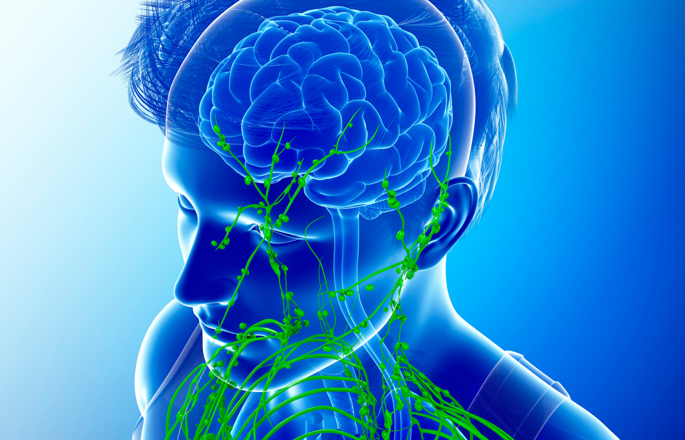 The Glymphatic System: Your Brain’s Nighttime Housekeeper