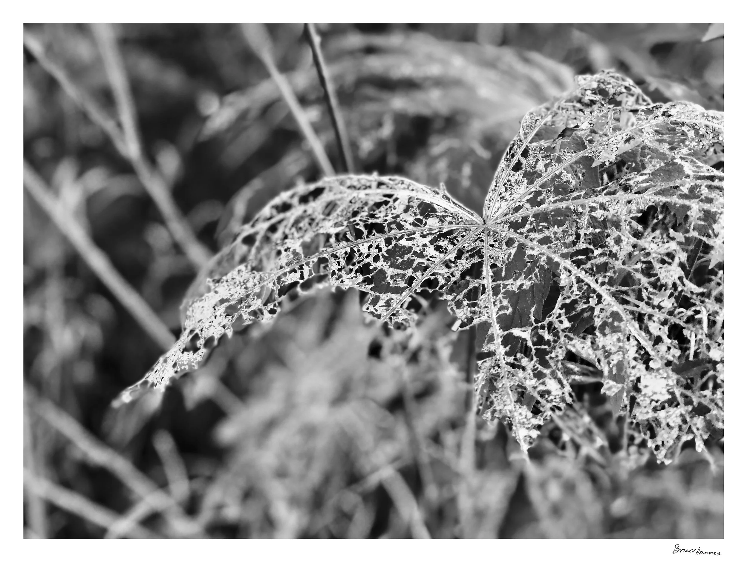 Black-and-white close-up of a skeletal leaf, its delicate network of veins and ragged holes set against softly blurred foliage.