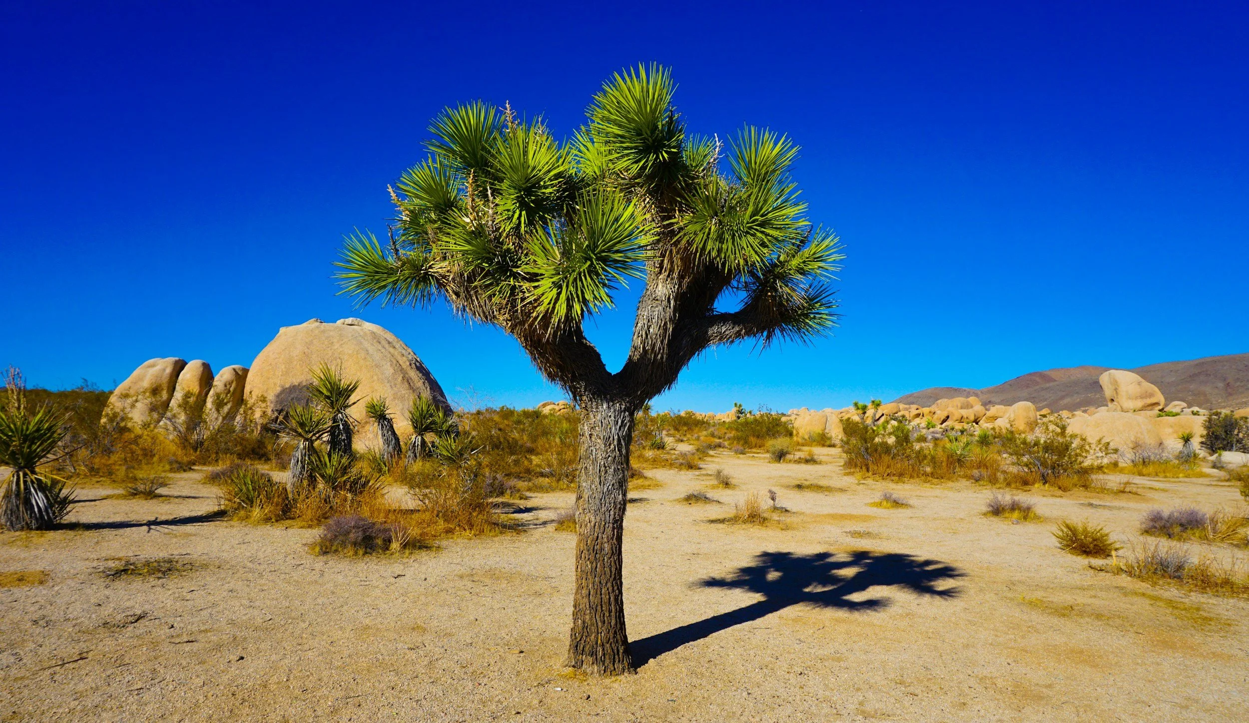 A desert scene with a single Joshua tree, large boulders, small desert plants, and a clear blue sky.