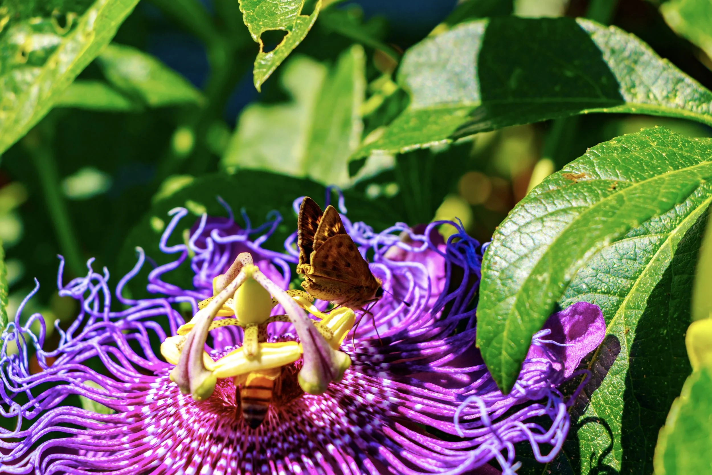 5-img_8633A.jpg