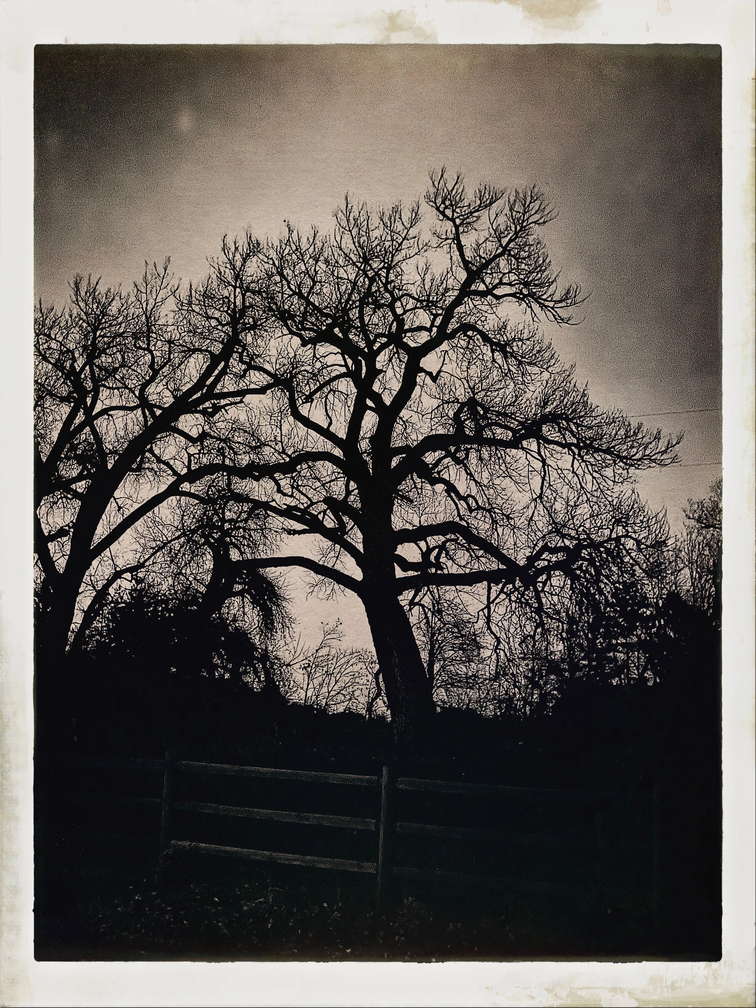 Sorceress, published Windmill: The Hofstra Journal of Art & Literature, Summer 2025