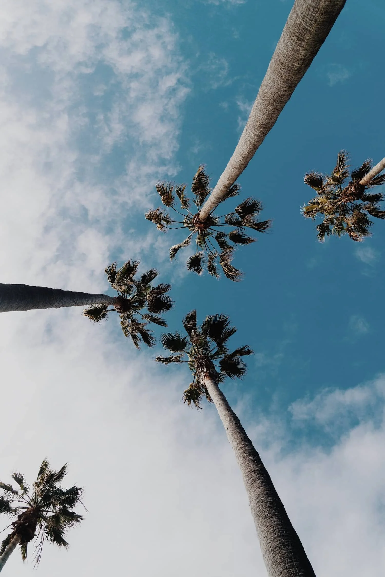 Offener Himmel mit Palmen als Symbol für Klarheit, Ruhe und persönliche Freiheit im individuellen Coaching.