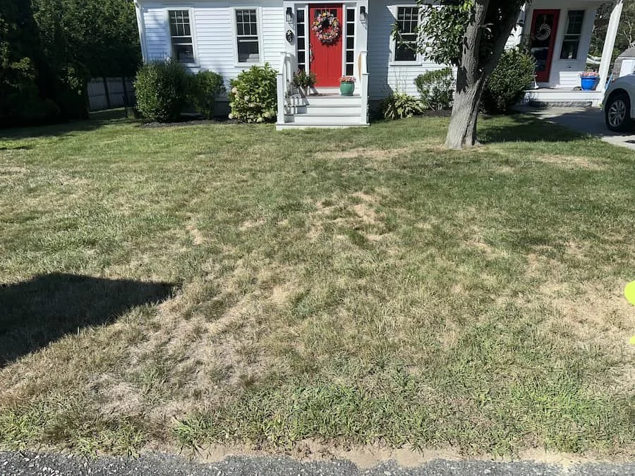 A clean yard after PurgePros came and removed all of the yard waste