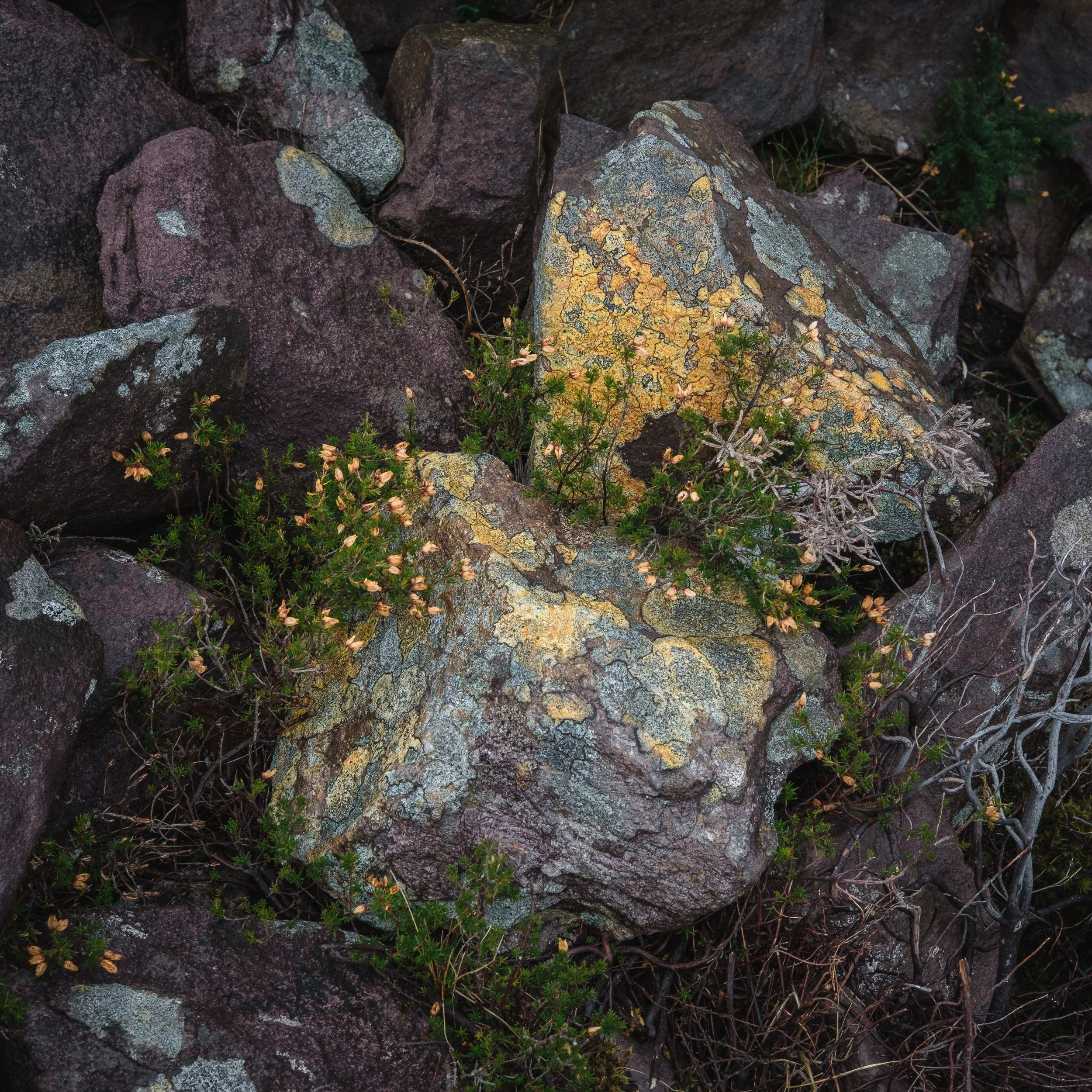 Purple Mountain Lichen III
January 2026