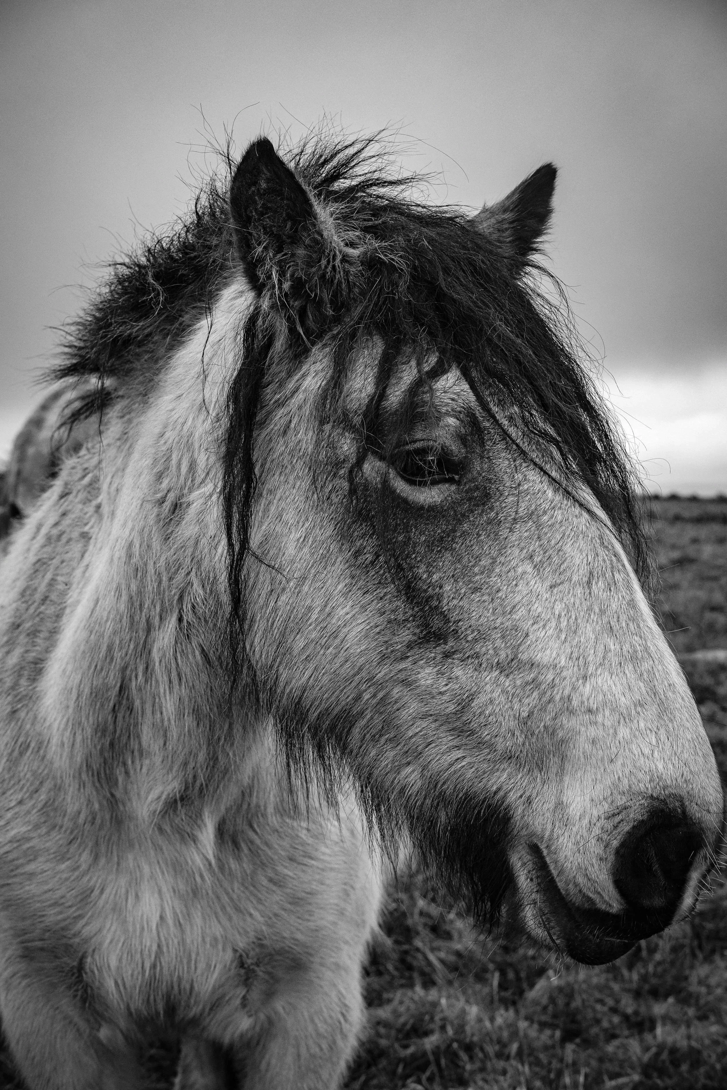 A Shy Pony
The Burren
January 2026