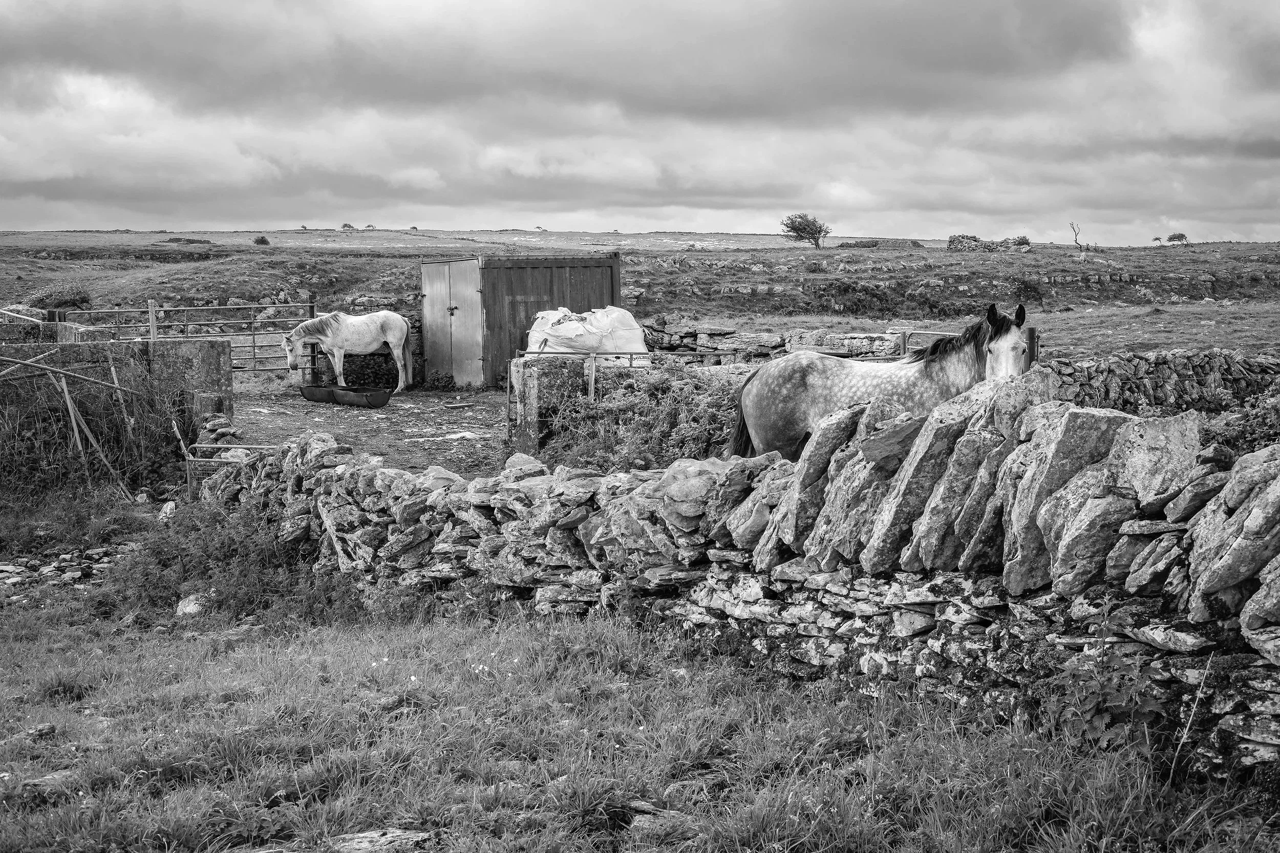 ~ Stonewalled ~
The Burren
June 2026