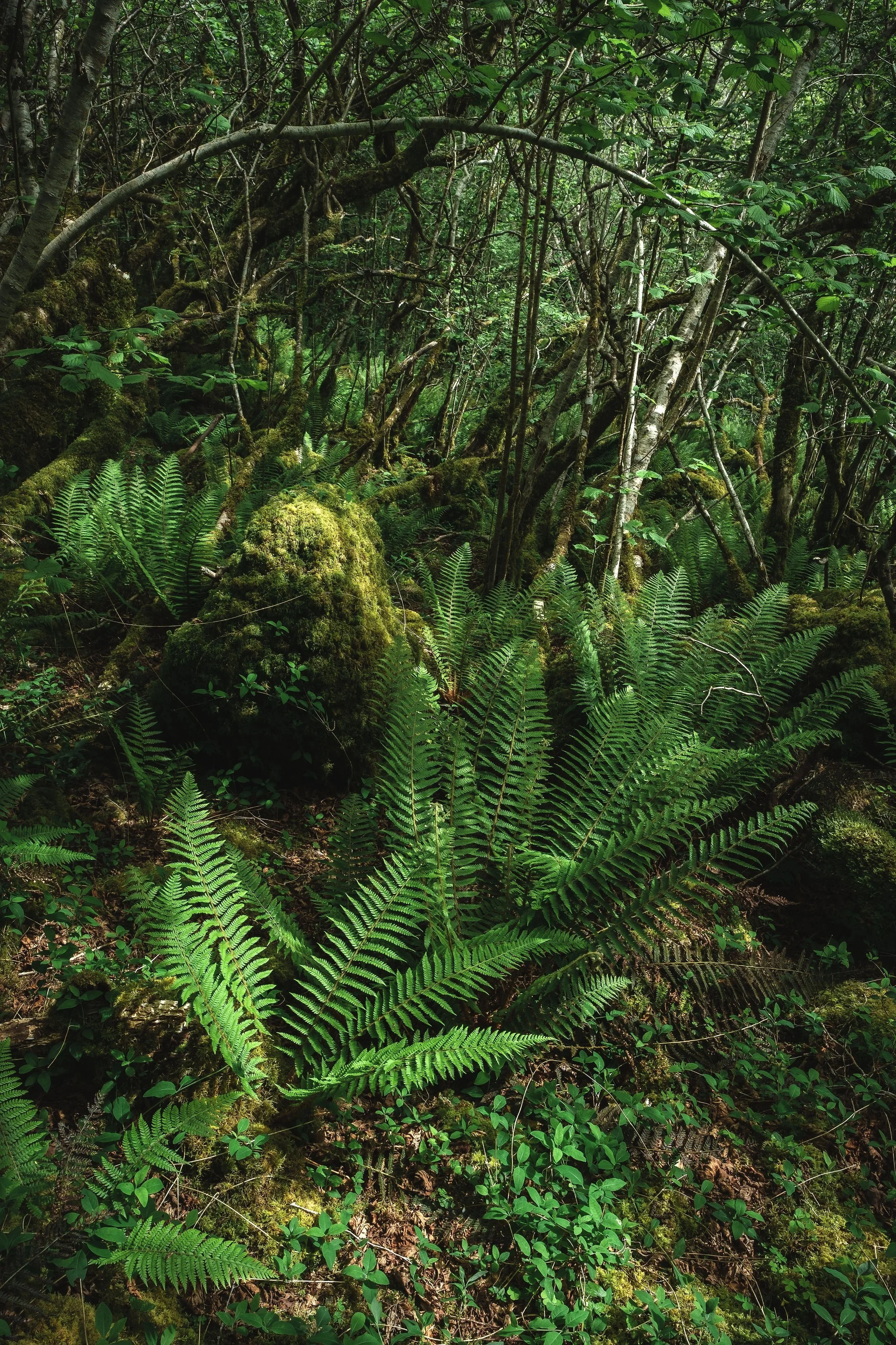 Ferns Catching Sunlight
in a Burren Hazelwood
May 2023