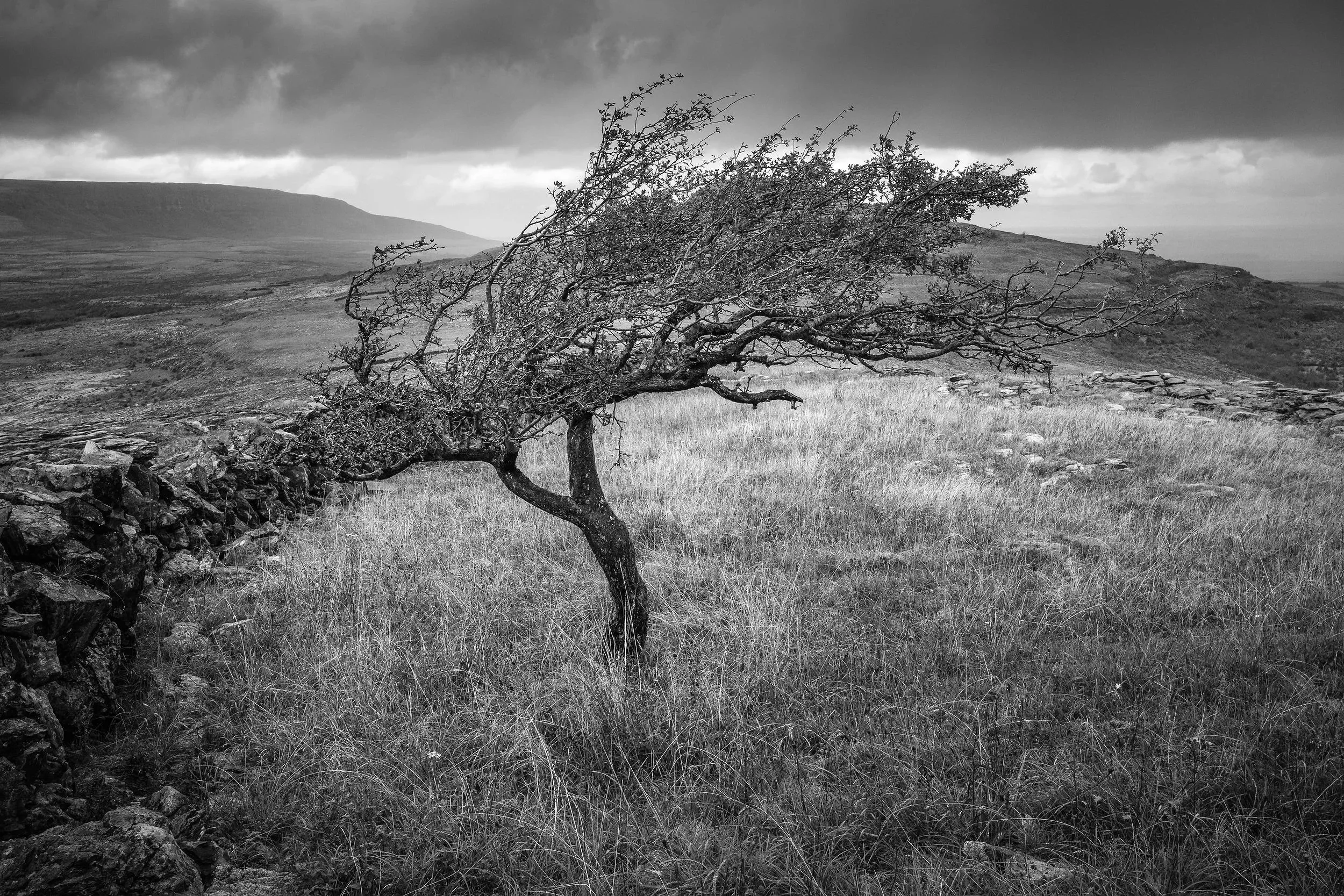 Turloughmore
Hawthorn
The Burren
August 2026