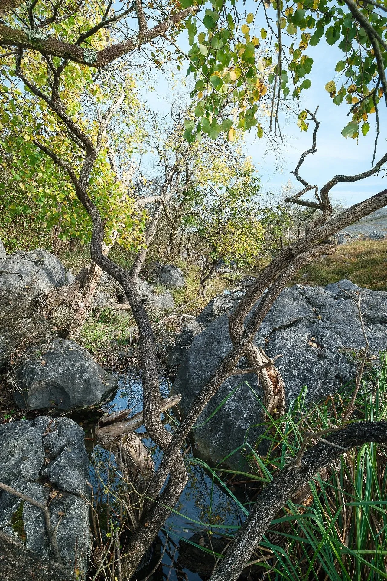 Willow Tree Tangle
The Burren
October 2023