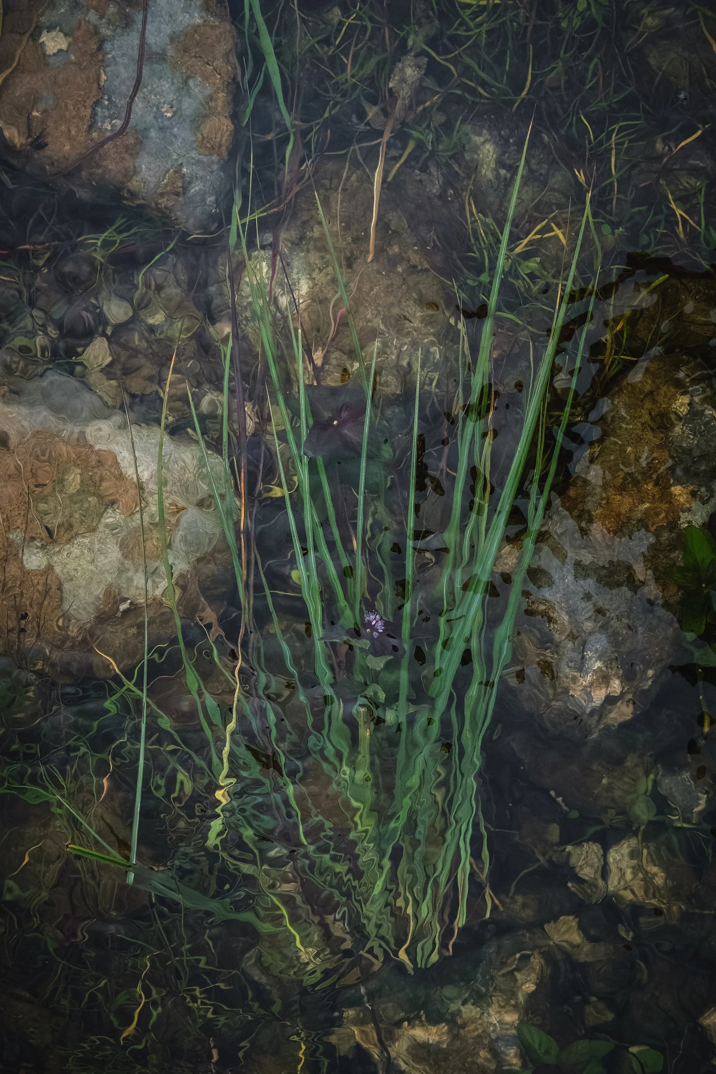 Summer Growth
Submerged in the Rising Lough
The Burren
September 2026