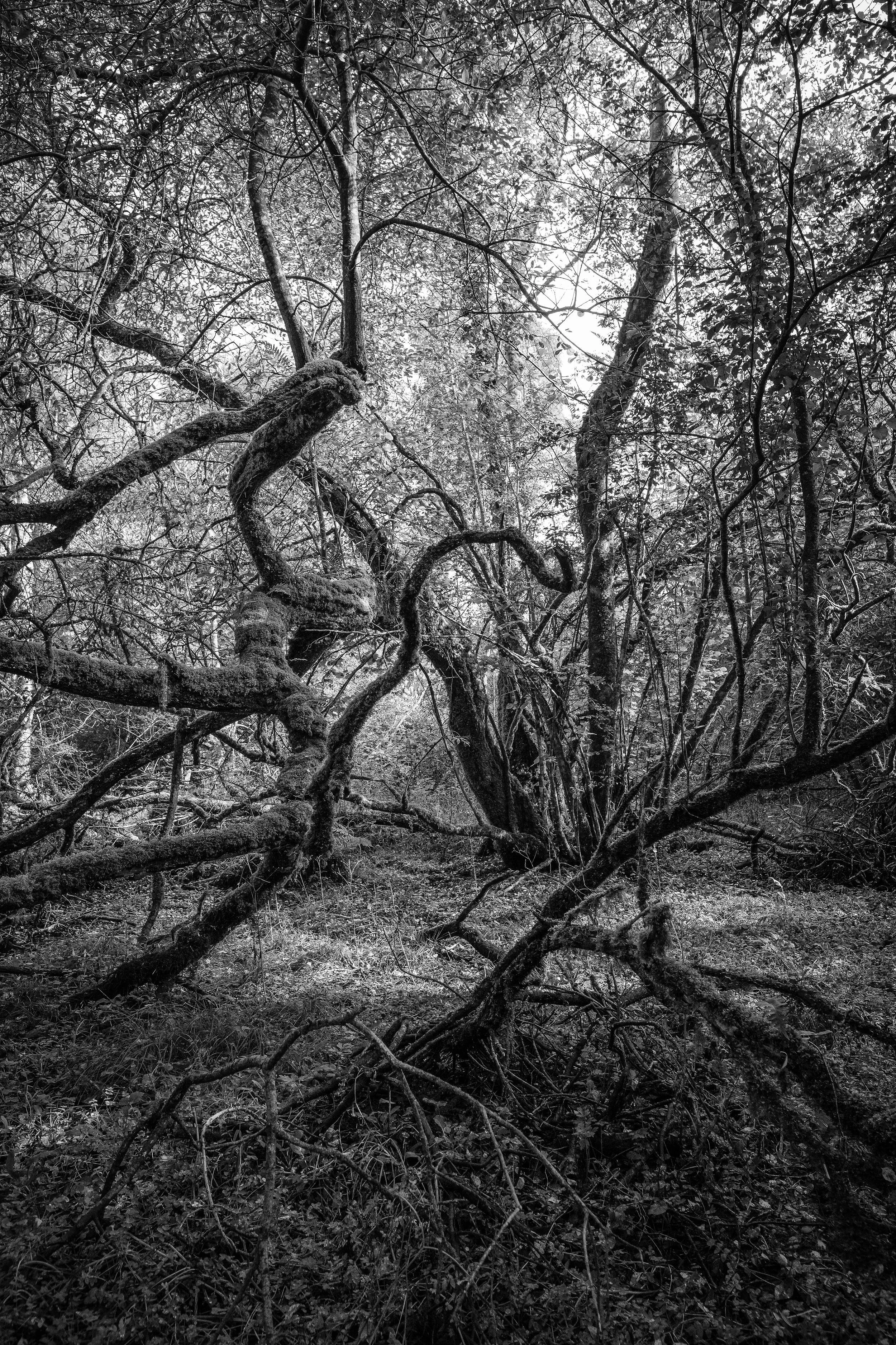 The Slow Dance of
an Ancient Willow
The Burren
September 2026