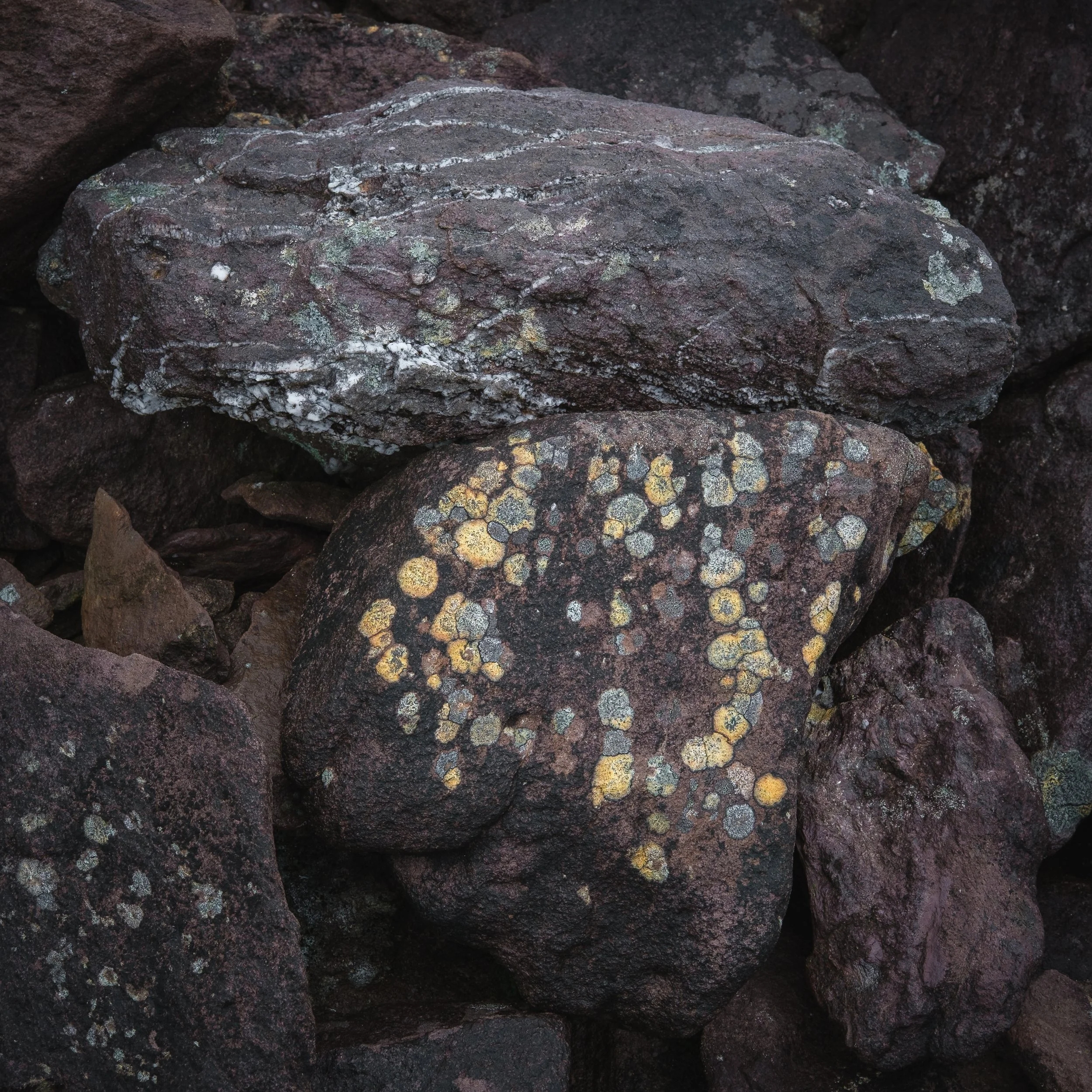 Purple Mountain Lichen II
January 2026