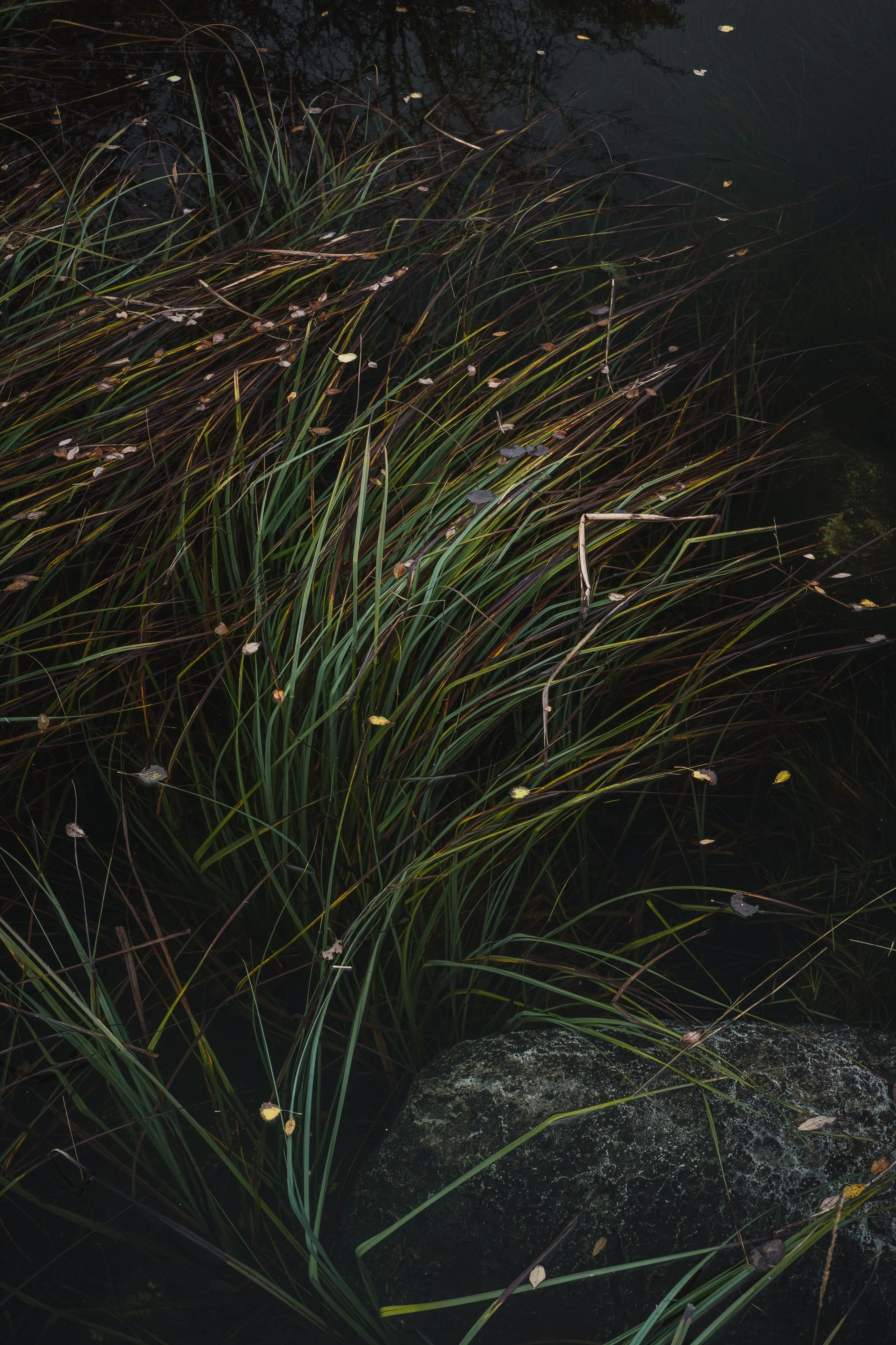 Rising Waters/Falling Leaves
The Burren
October 2025