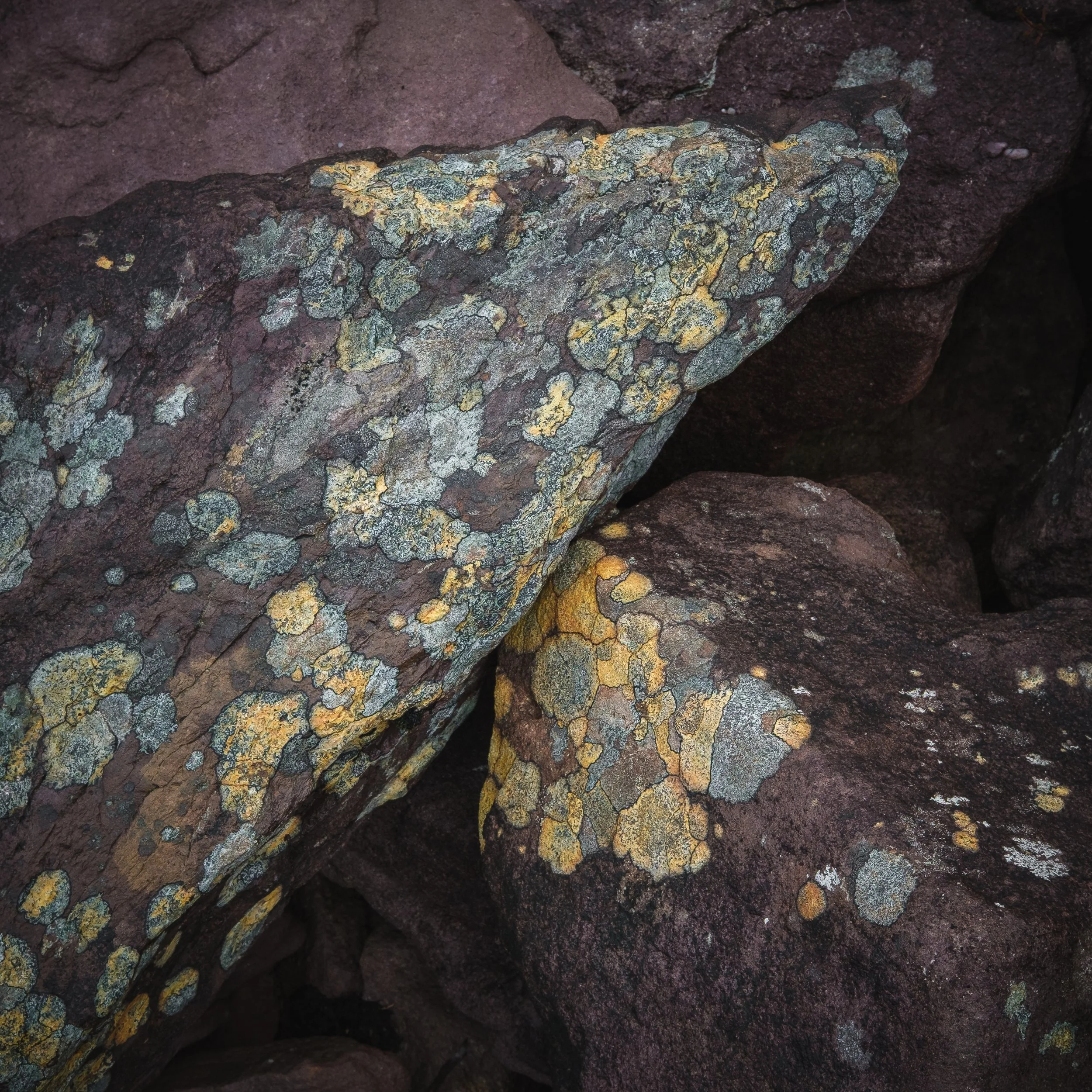 Purple Mountain Lichen I
January 2026