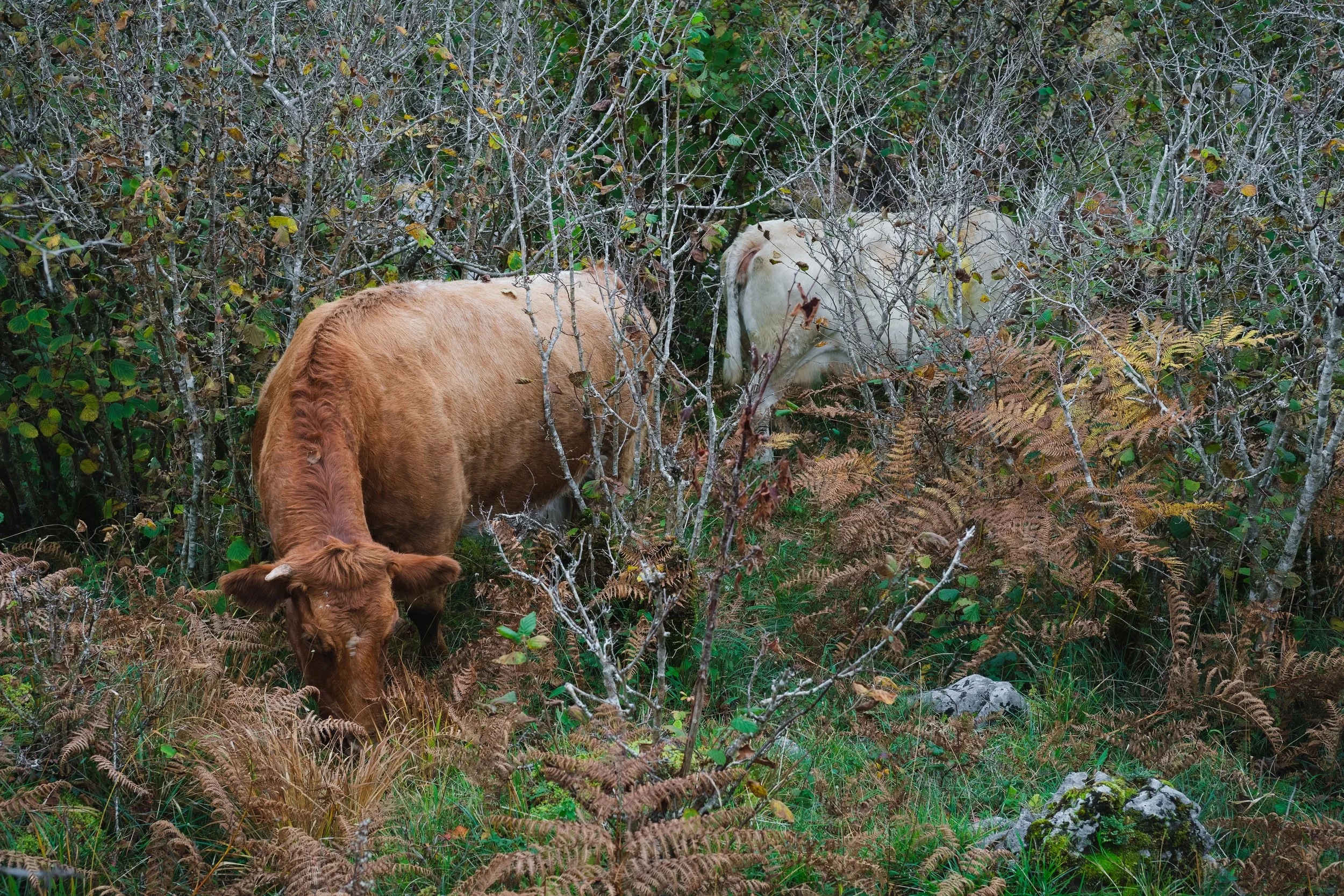 ~ Foraging Kine ~
The Burren
November 2024