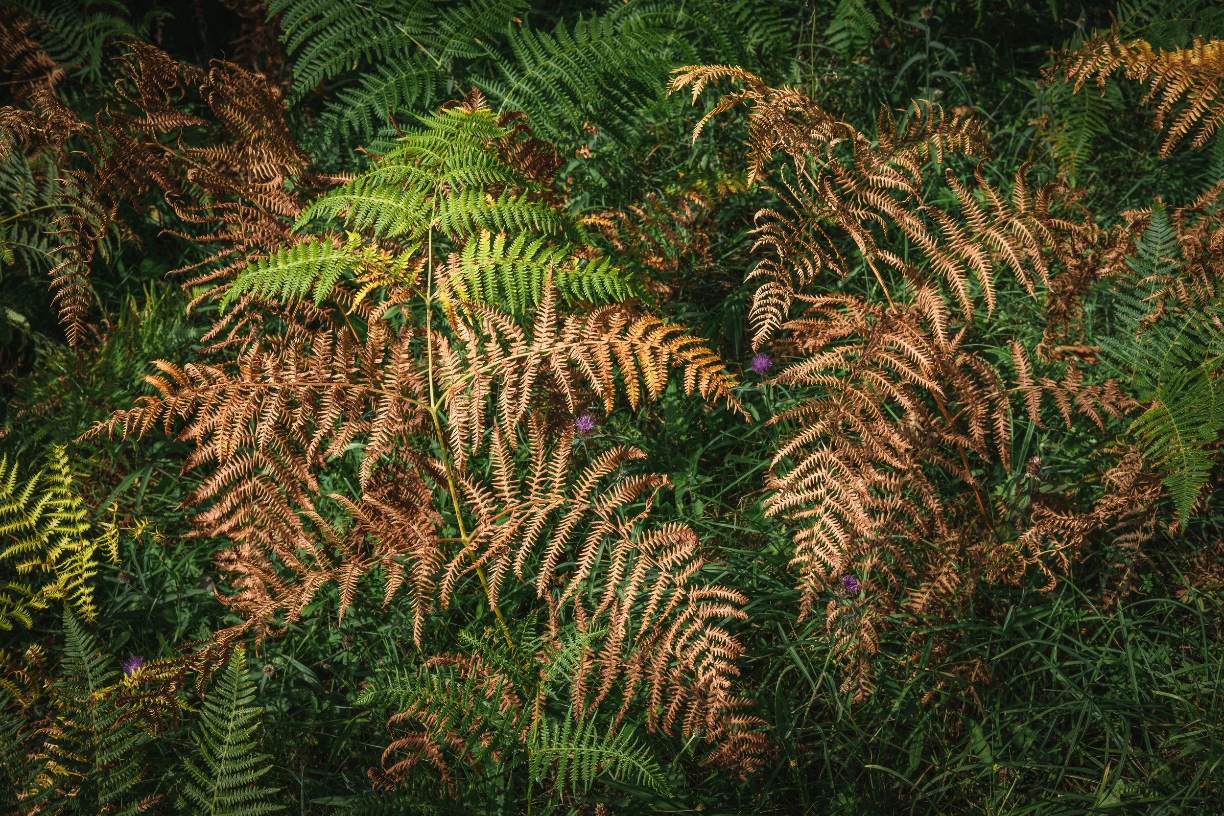 Late Summer Bracken
Bouleevin
August 2026