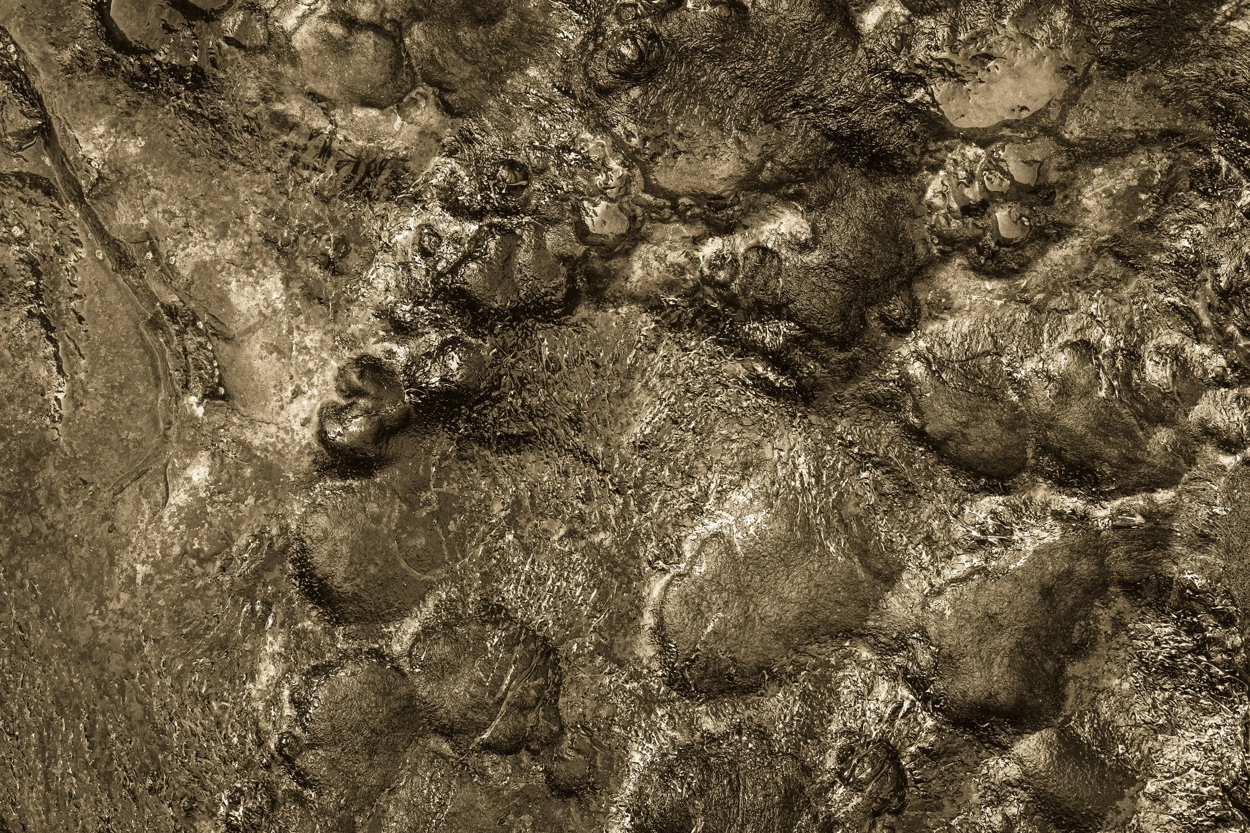 Barnacle encrusted coastal rock with seaweed covering resembling gold foil - The Burren, Ireland
