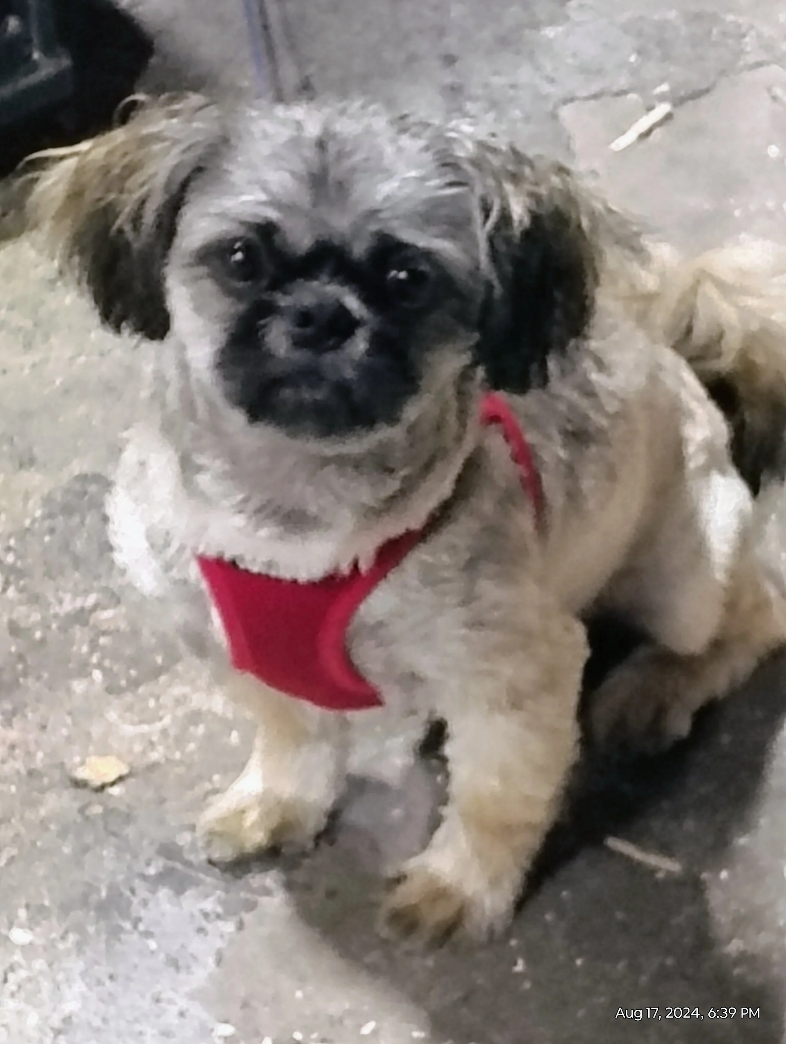Small dog wearing a red harness sitting on concrete