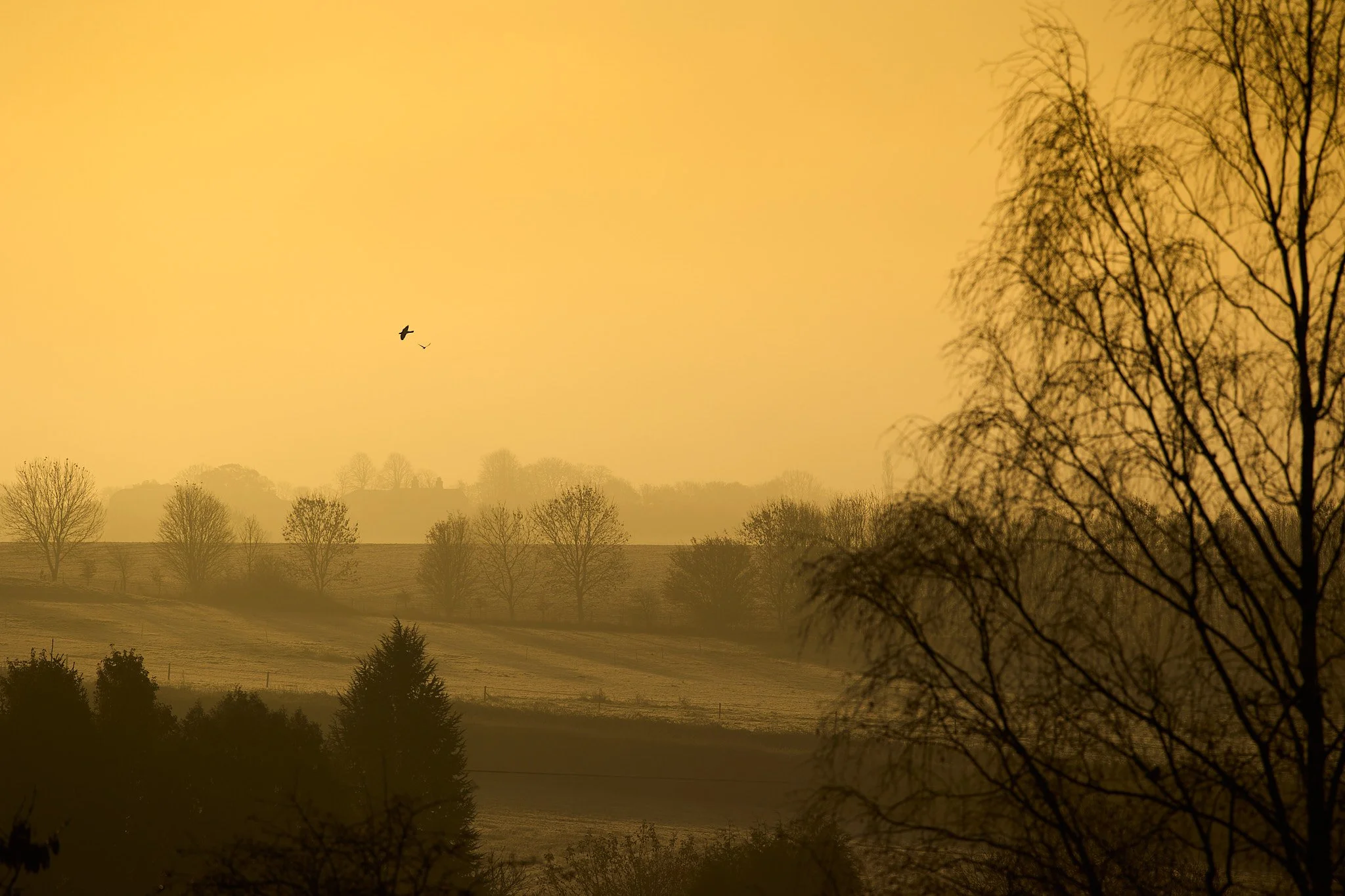 Misty golden dawn over fields and bare winter trees near Strixton, Northamptonshire, with a bird in flight — landscape photography by Marc Stanford