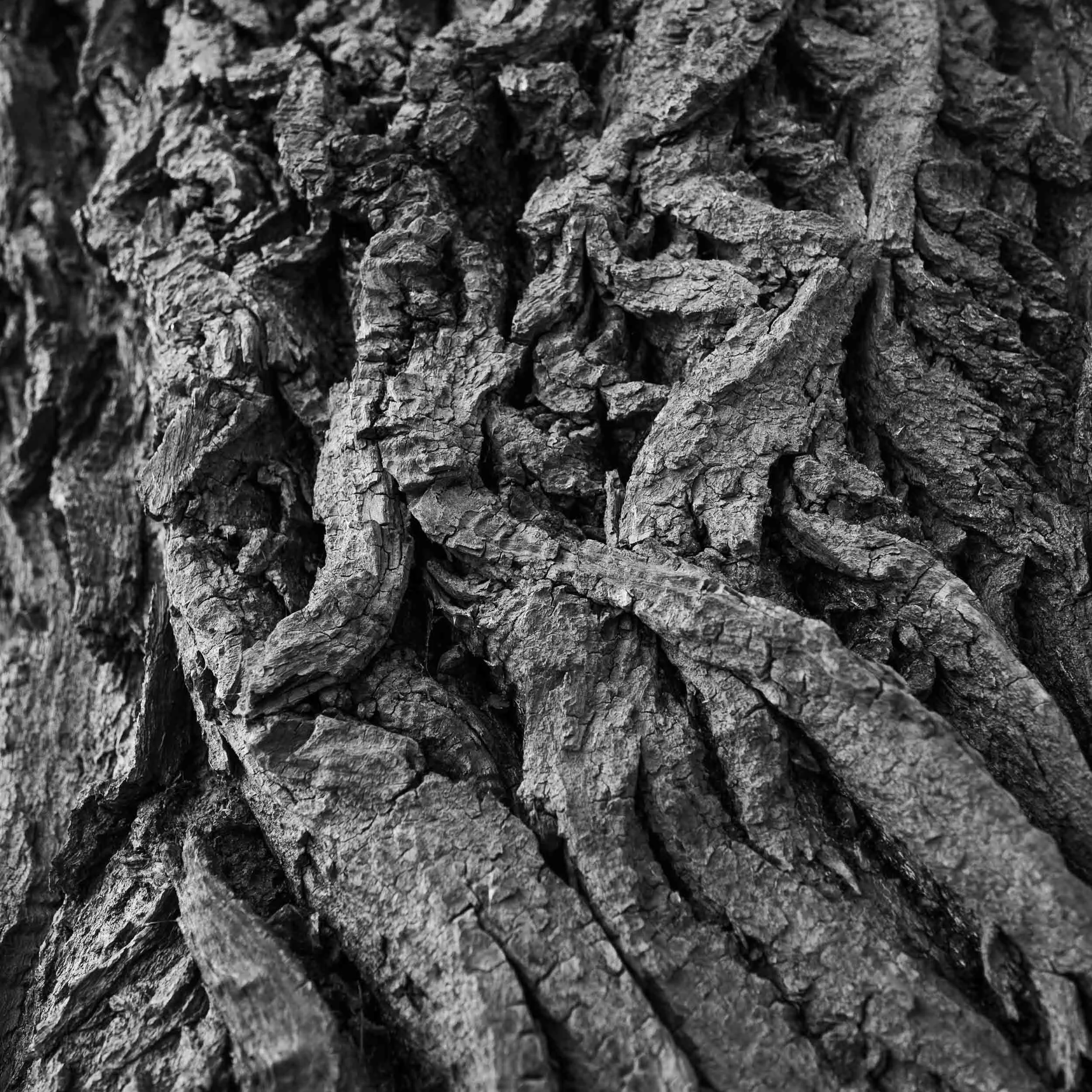 abstract-tree-bark-close-up-black-and-white-abstract-texture-marc-stanford.jpg