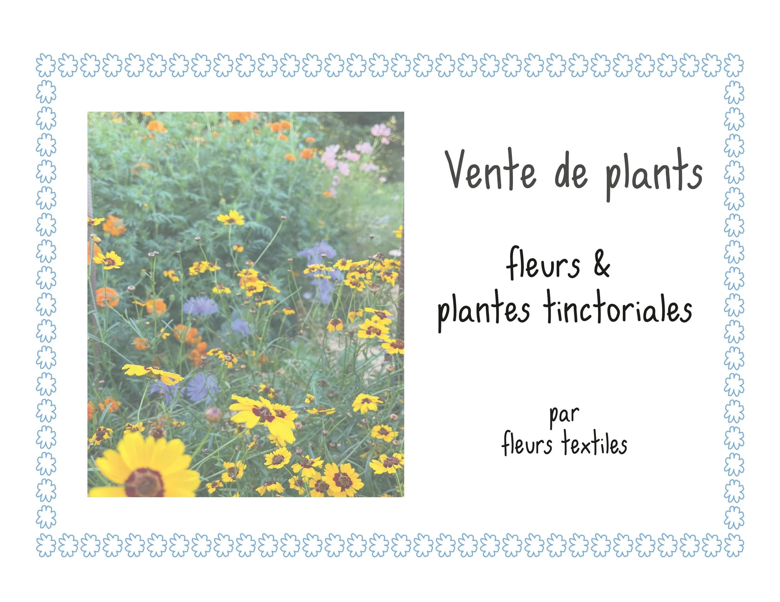 Montréal - Vente de plants - fleurs et plantes tinctoriales chez atelier b