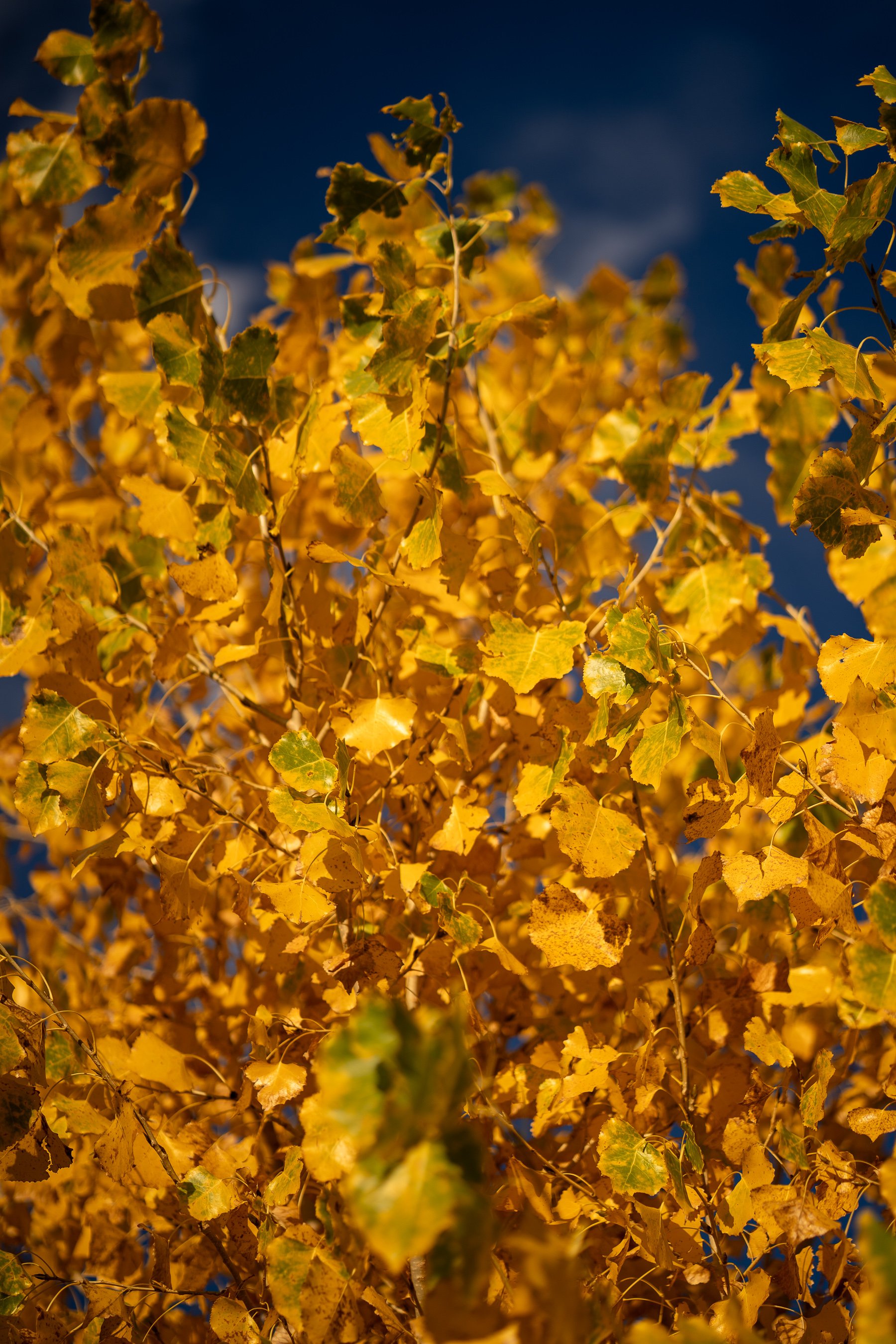 landscape-7305518.jpg