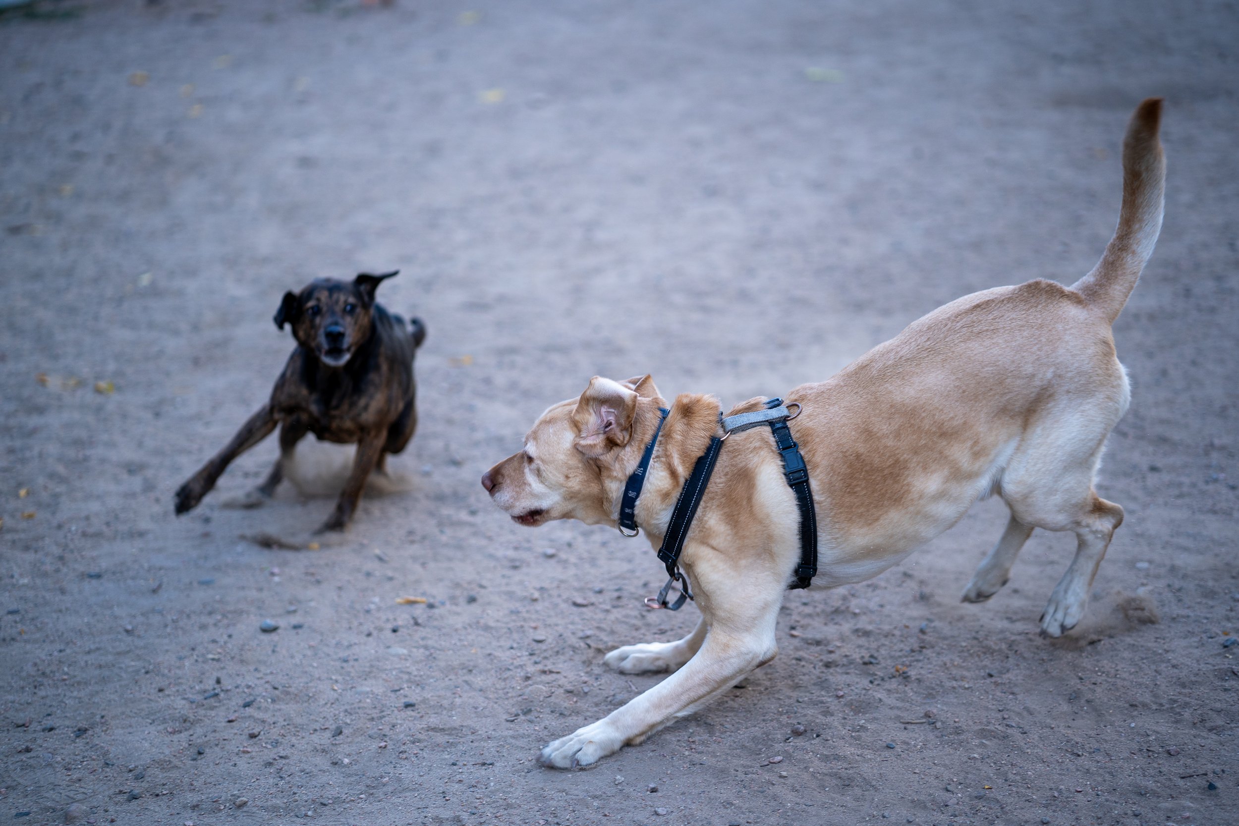 animal-7305016.jpg